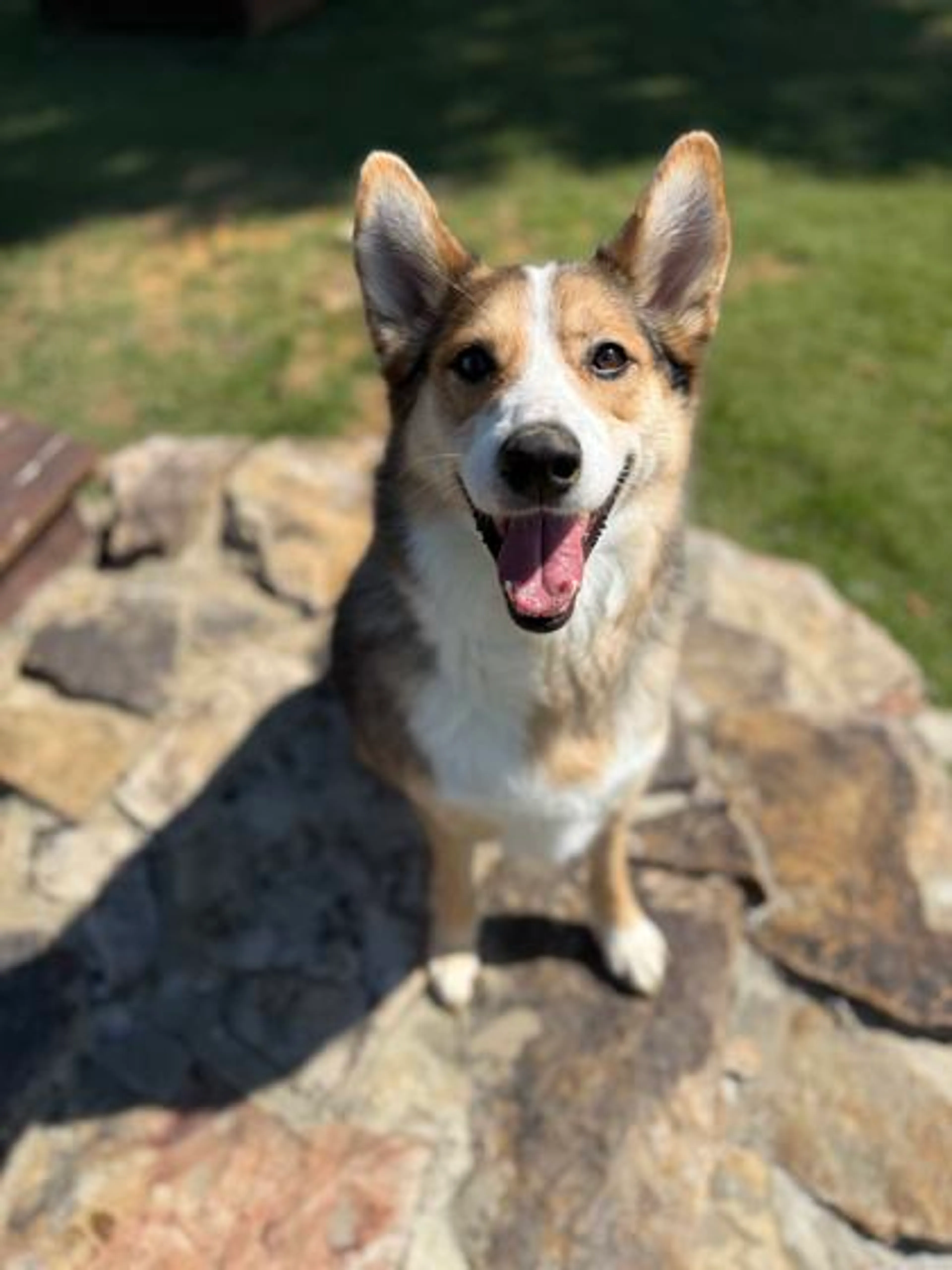 Found pet-2