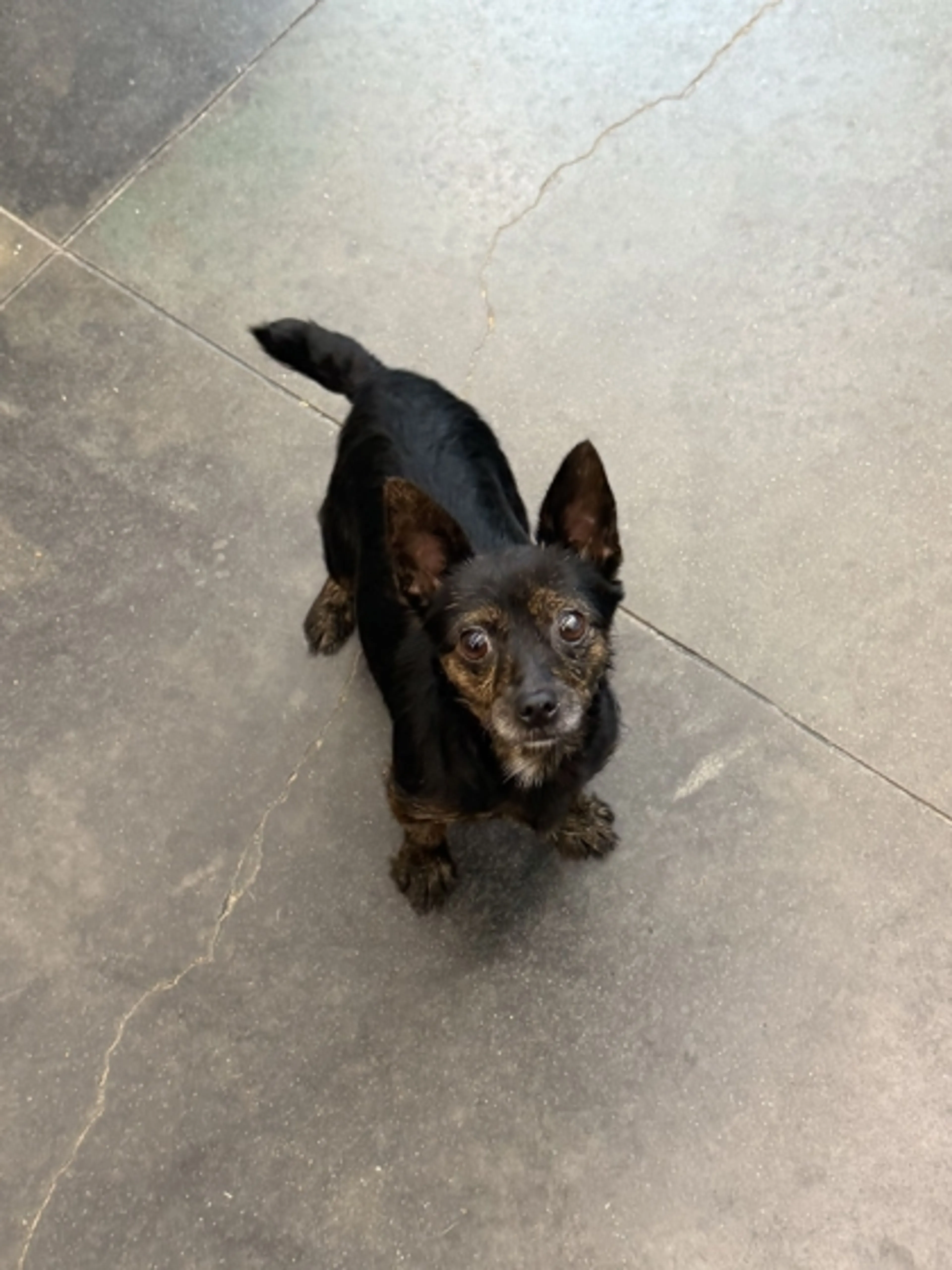 Found pet-1