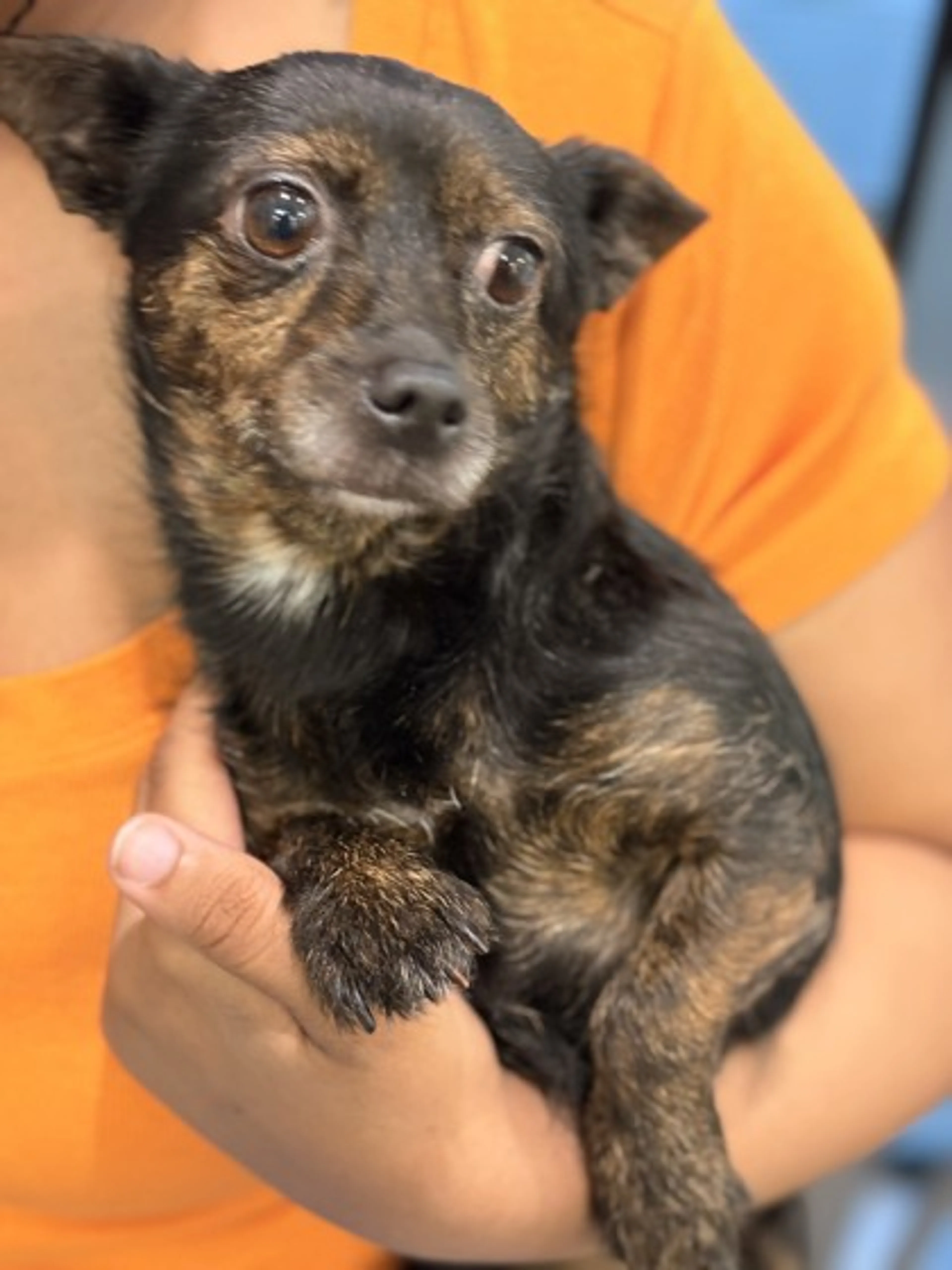 Found pet-2