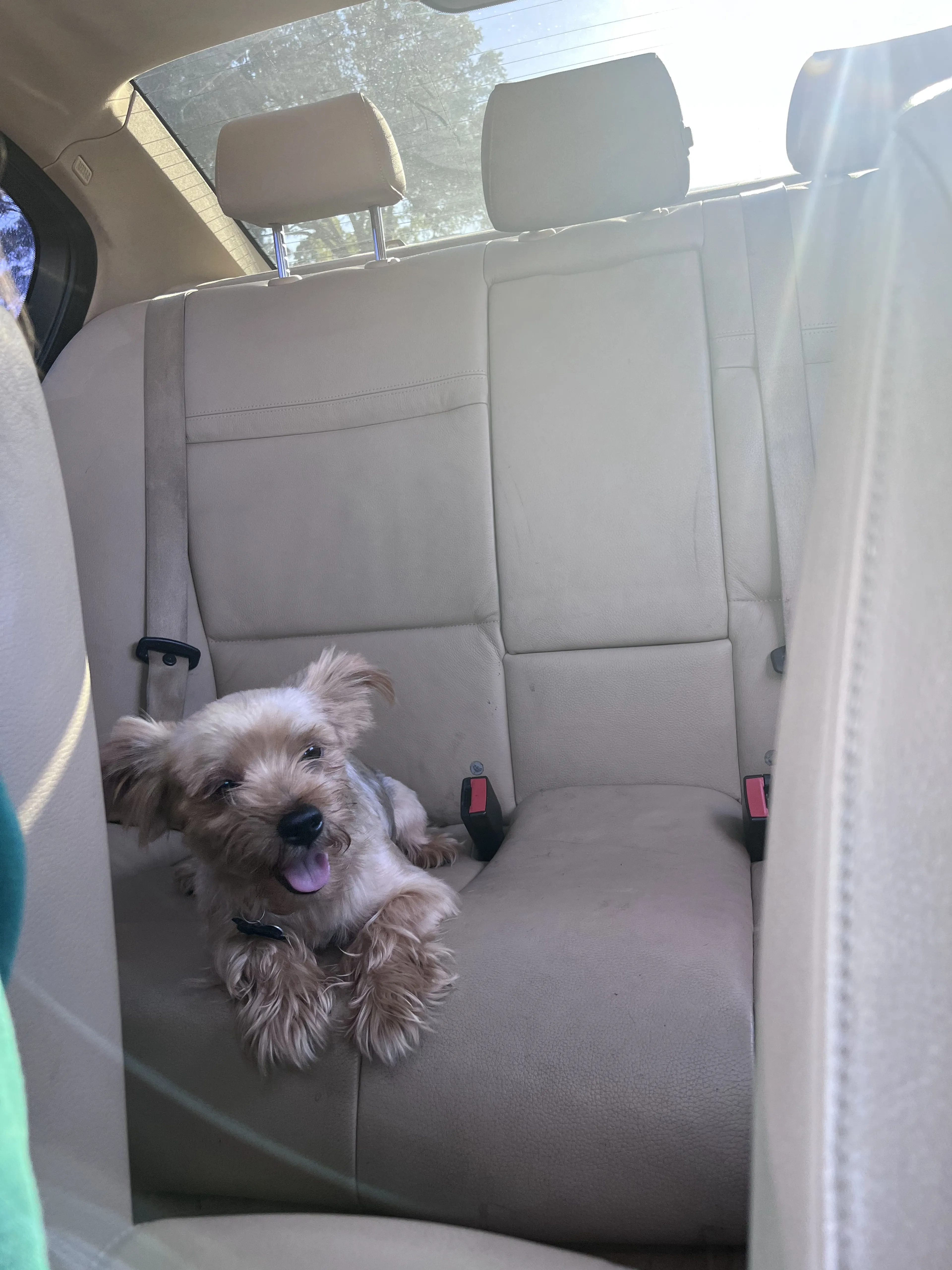 Lost pet