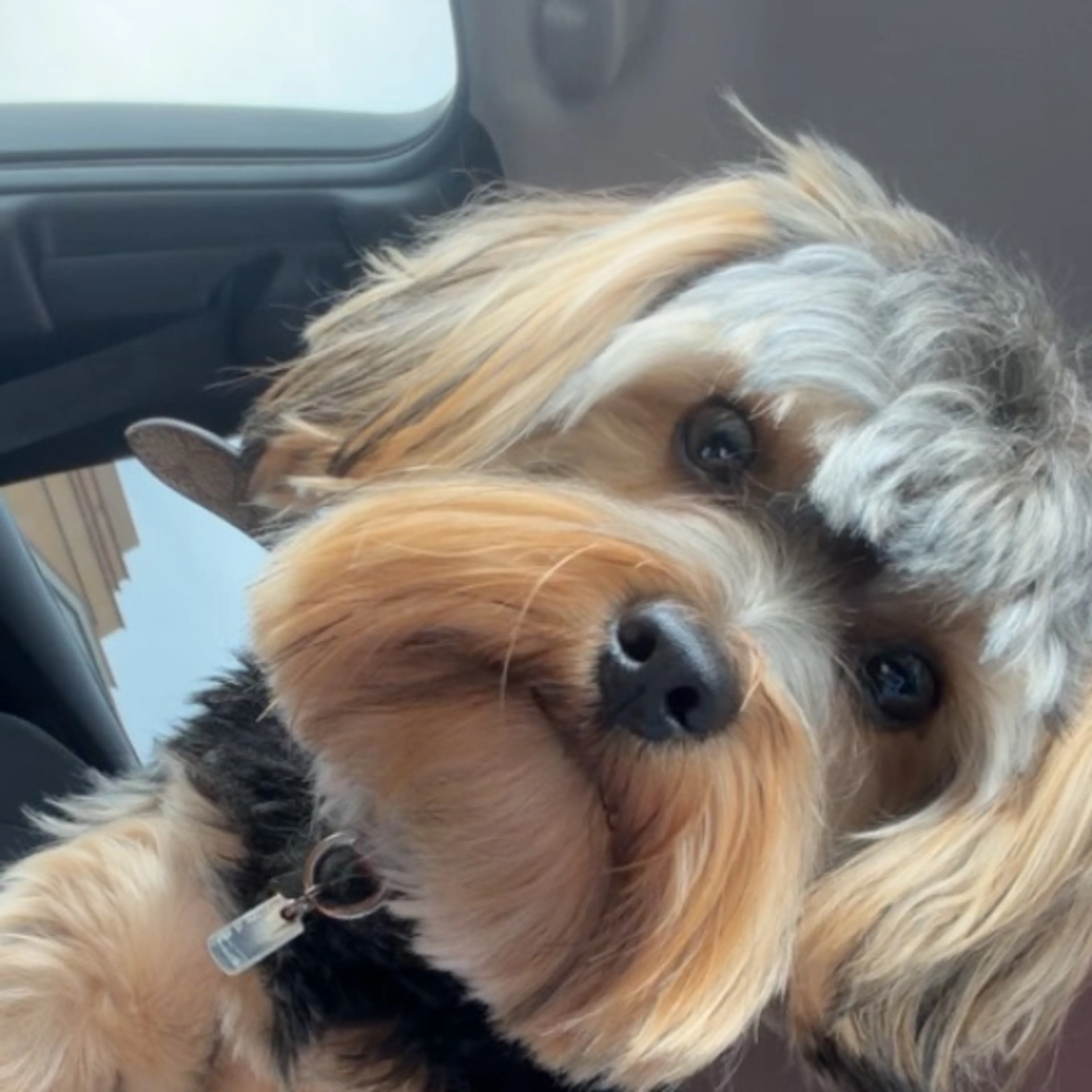 Lost pet