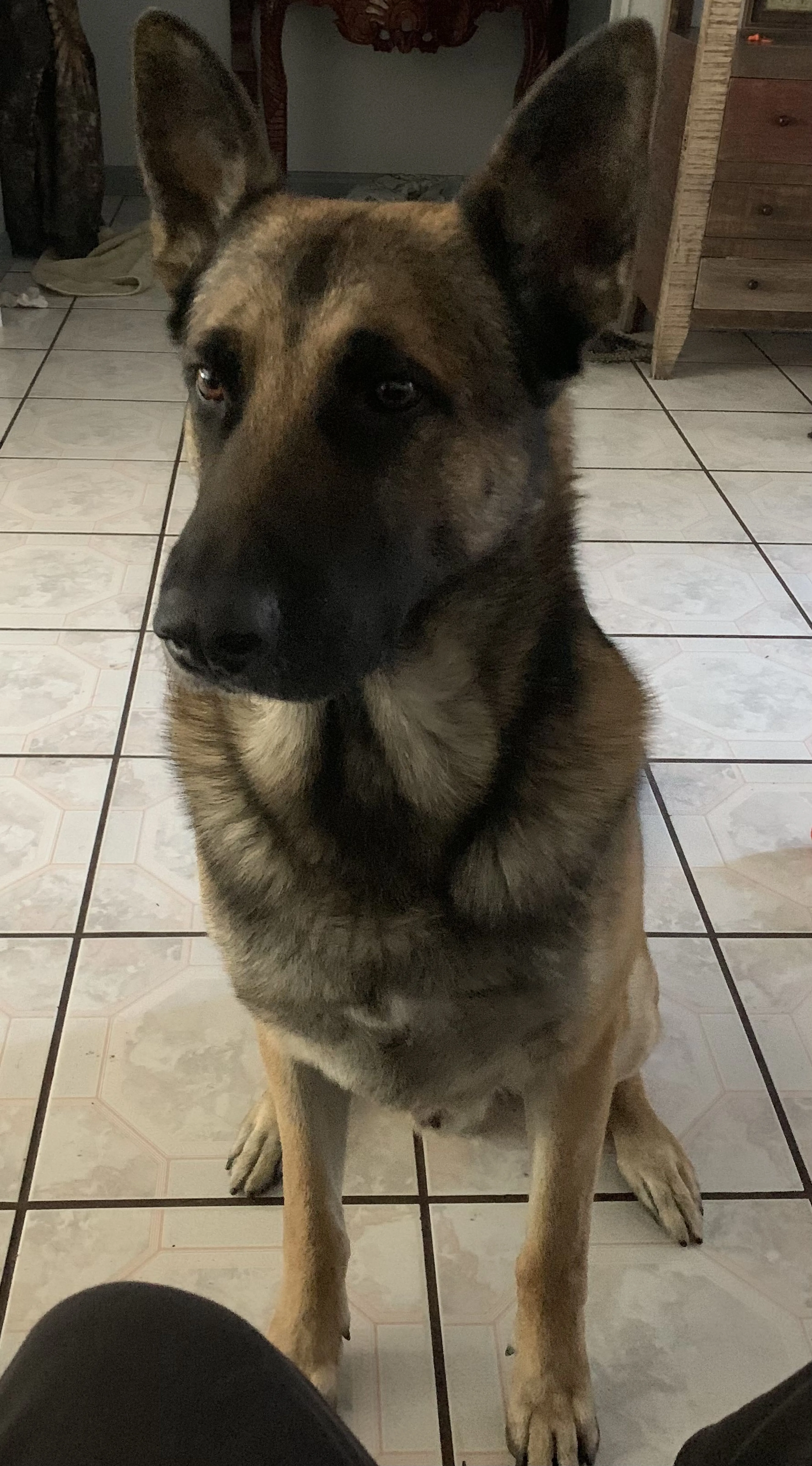 Lost pet