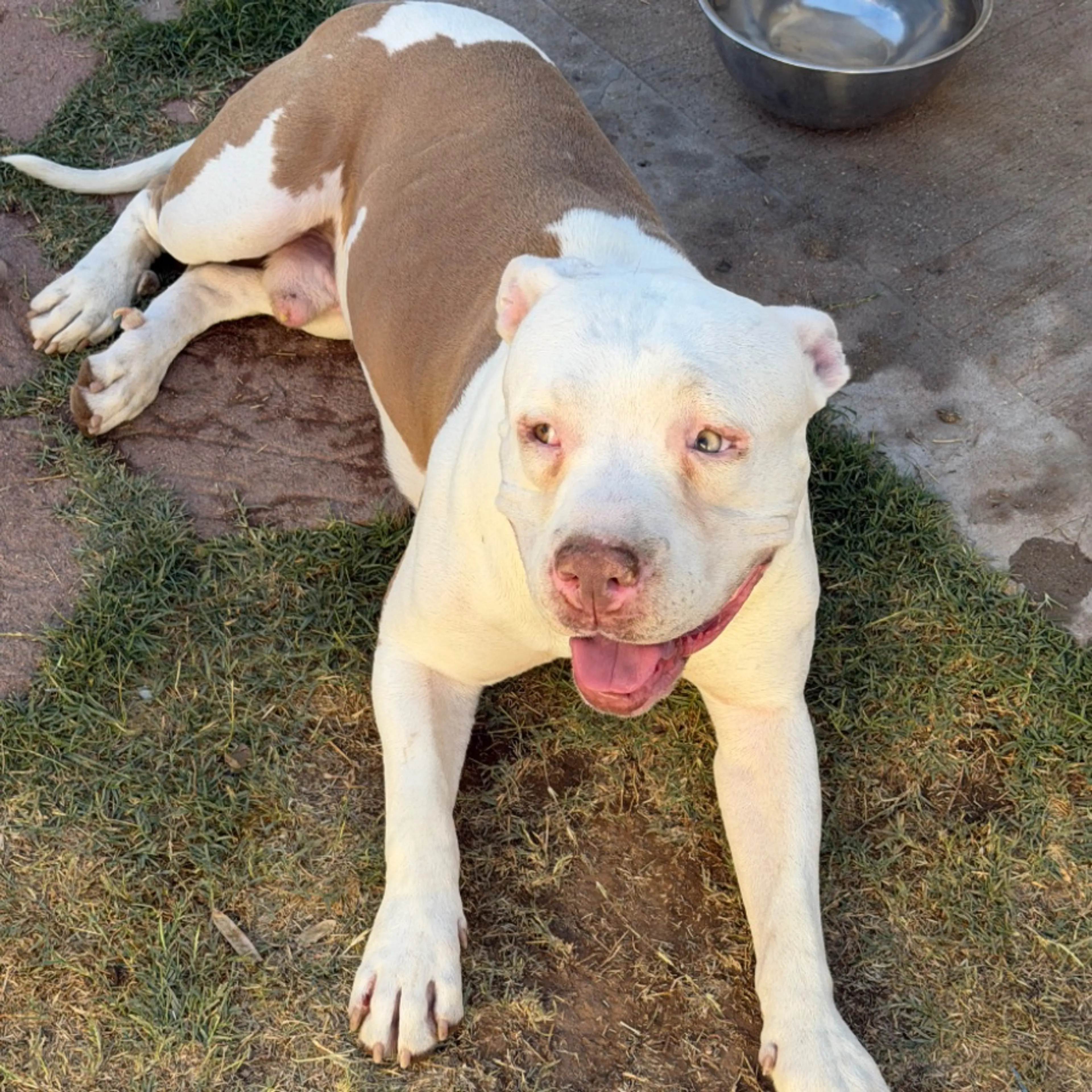 Found pet