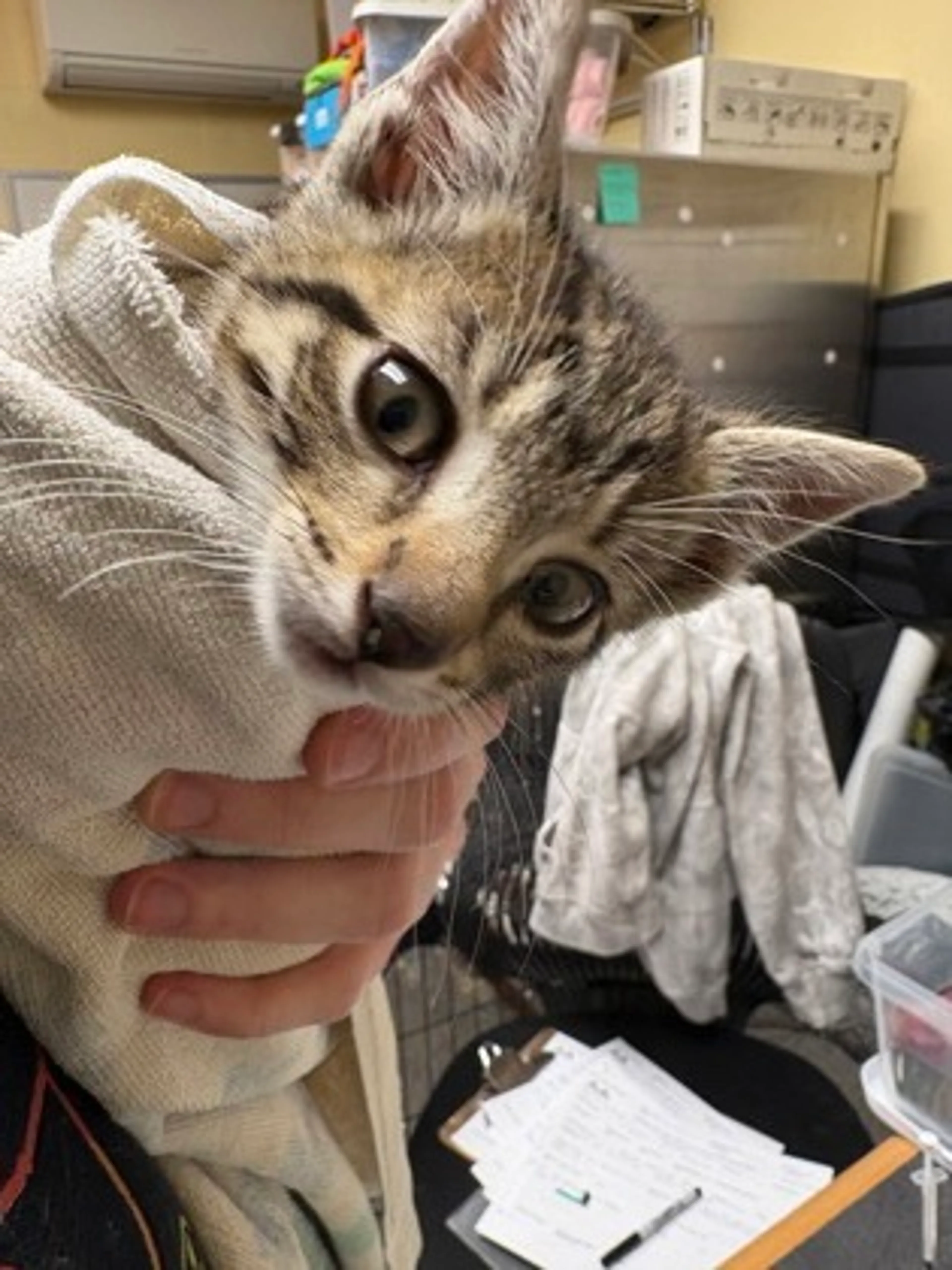 Found pet
