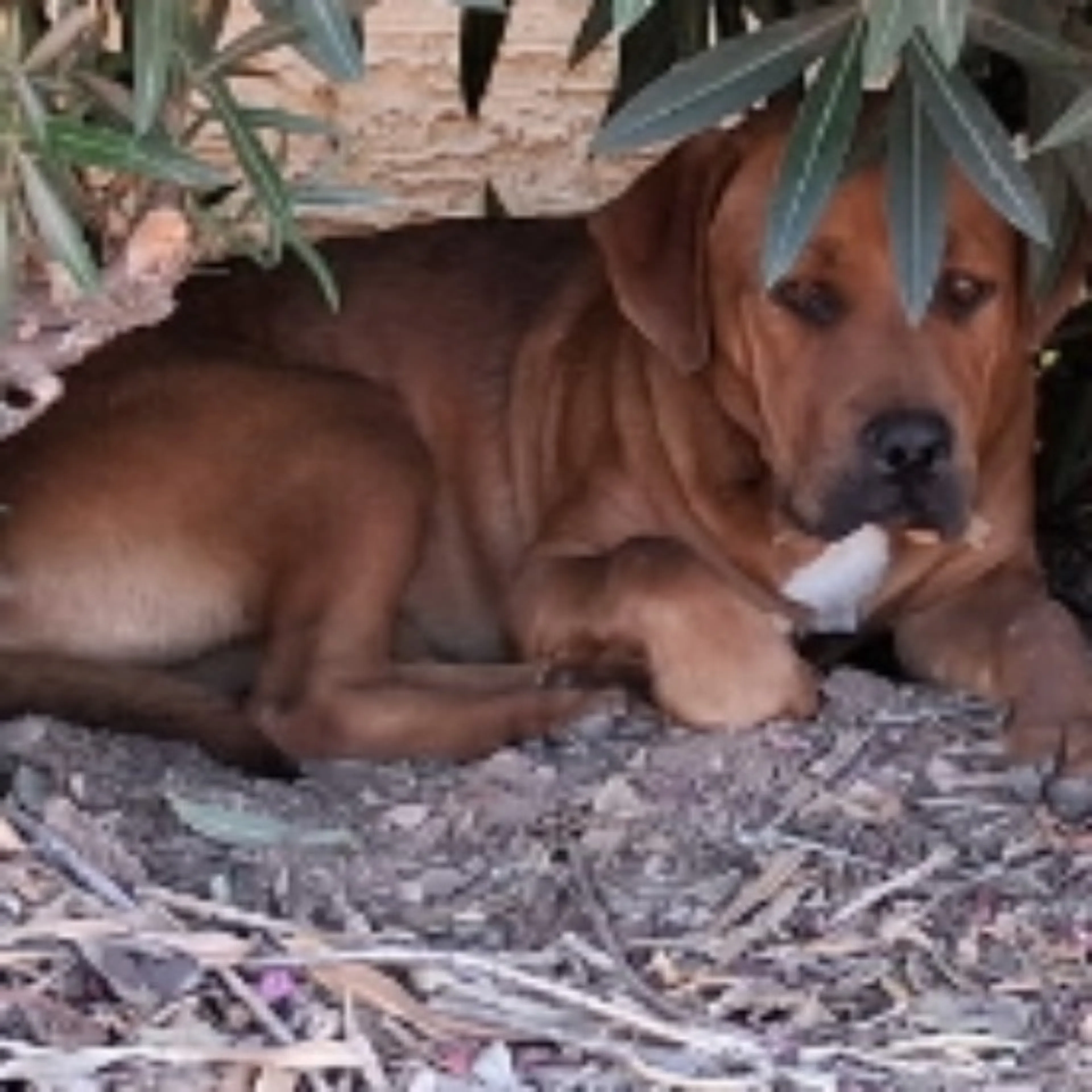 Found pet