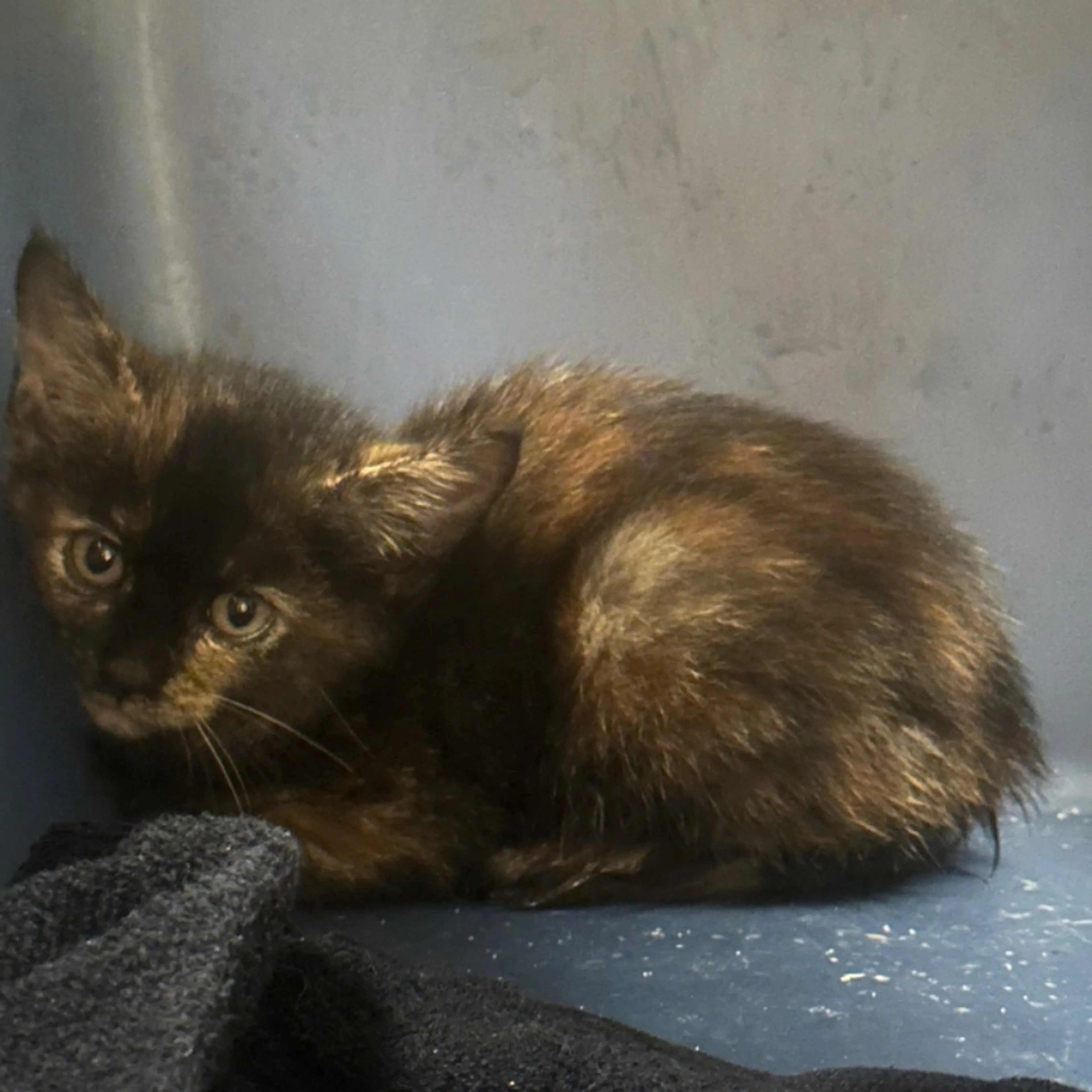 Found pet