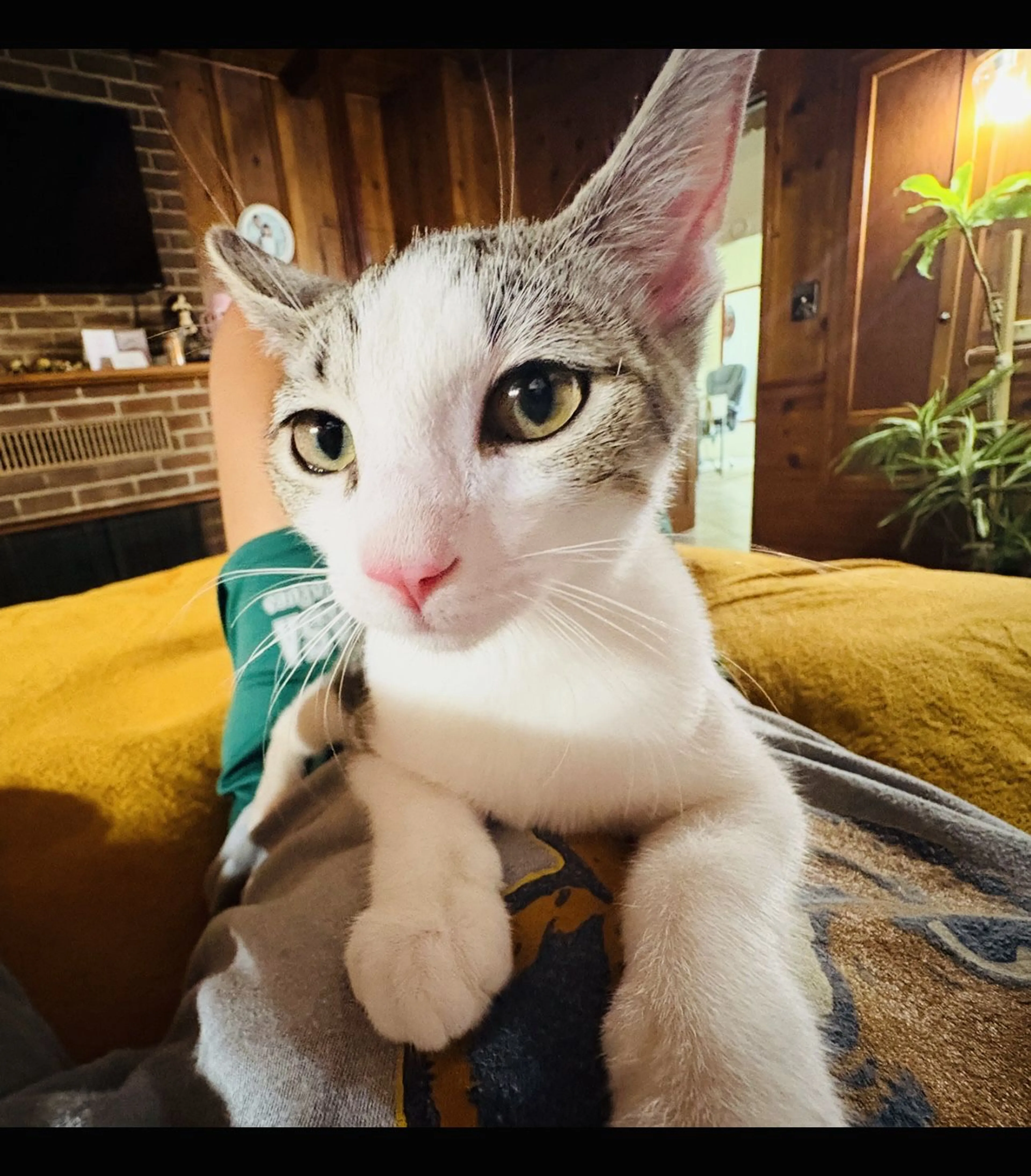 Lost pet