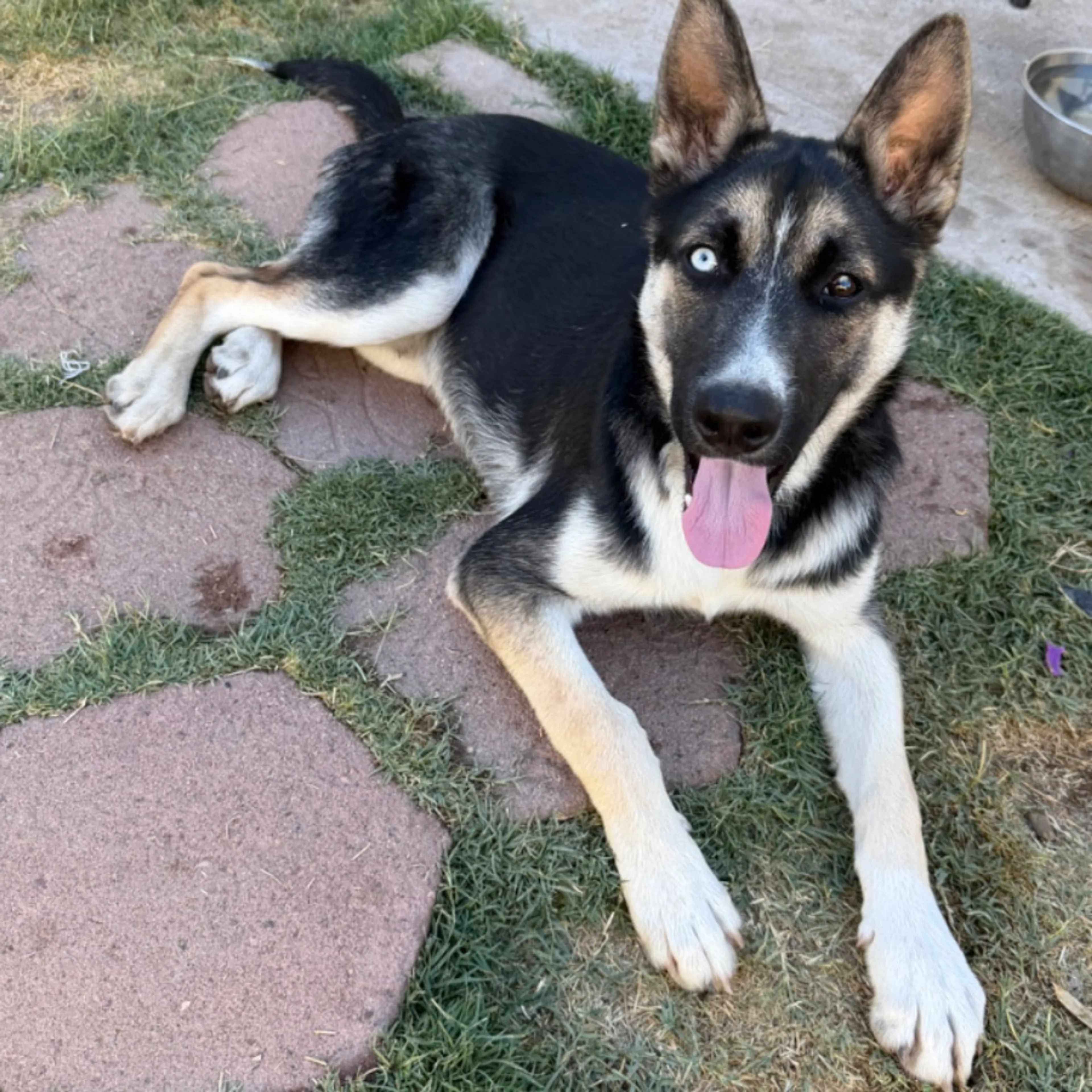 Found pet