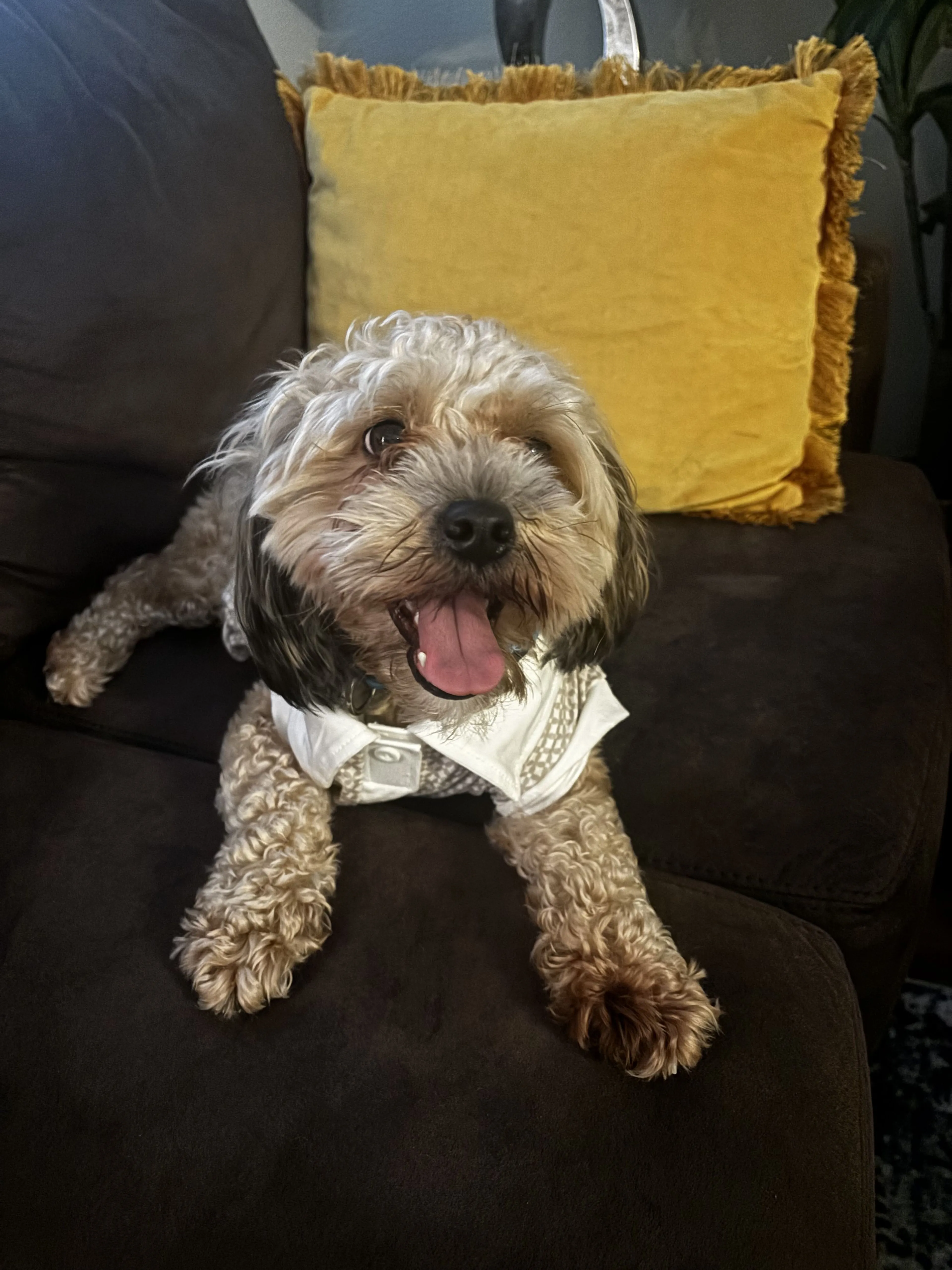 Lost pet-2