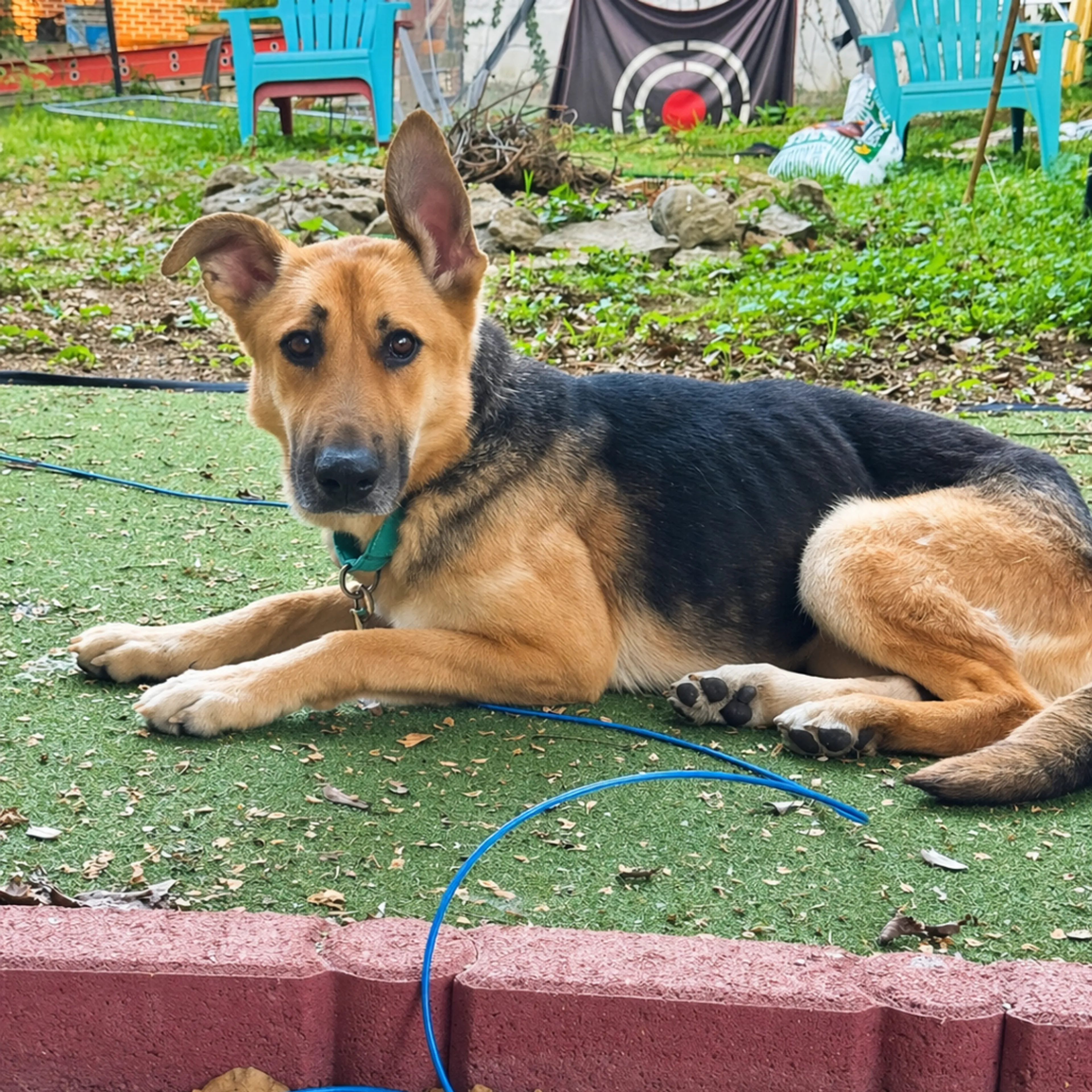 Found pet-4