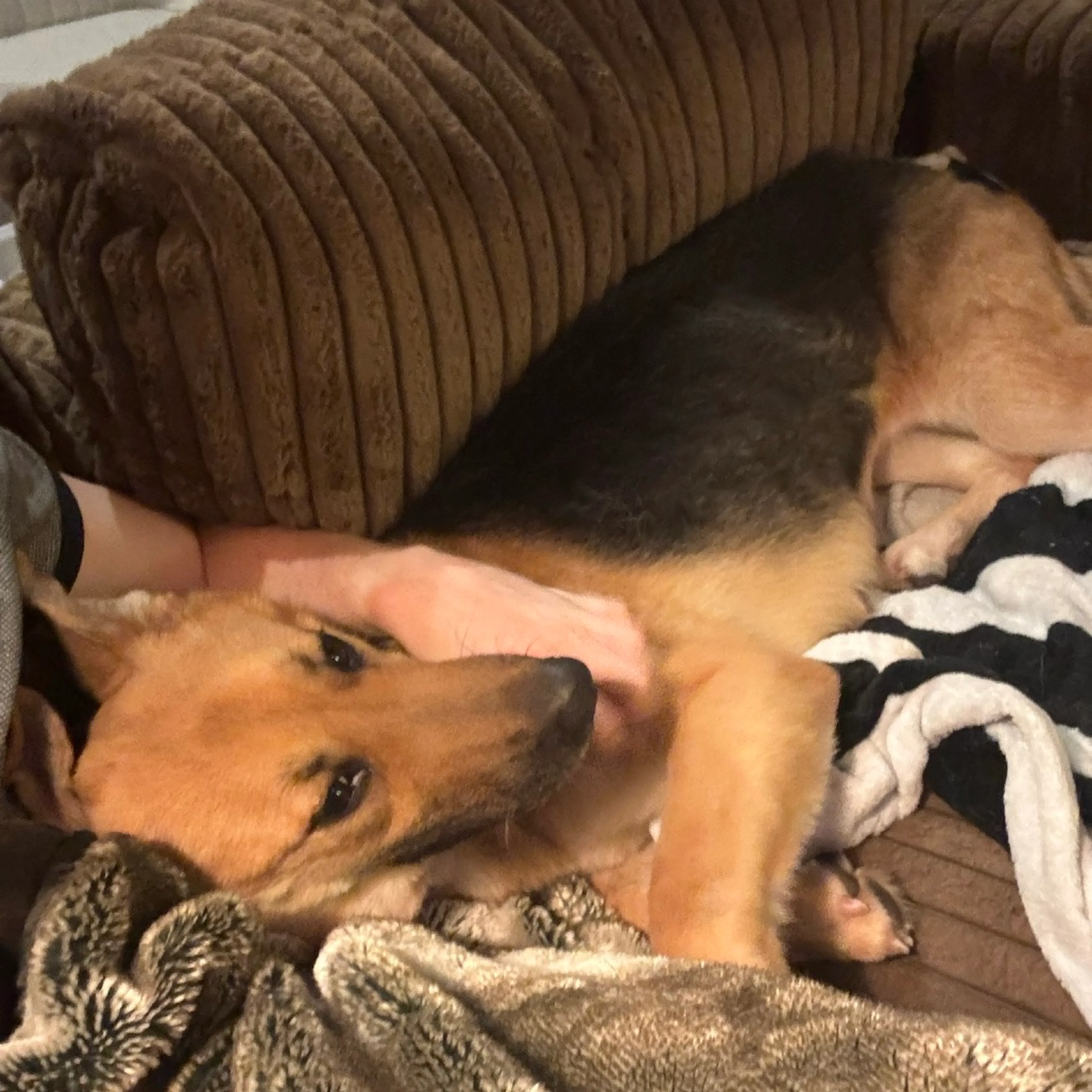 Found pet-2