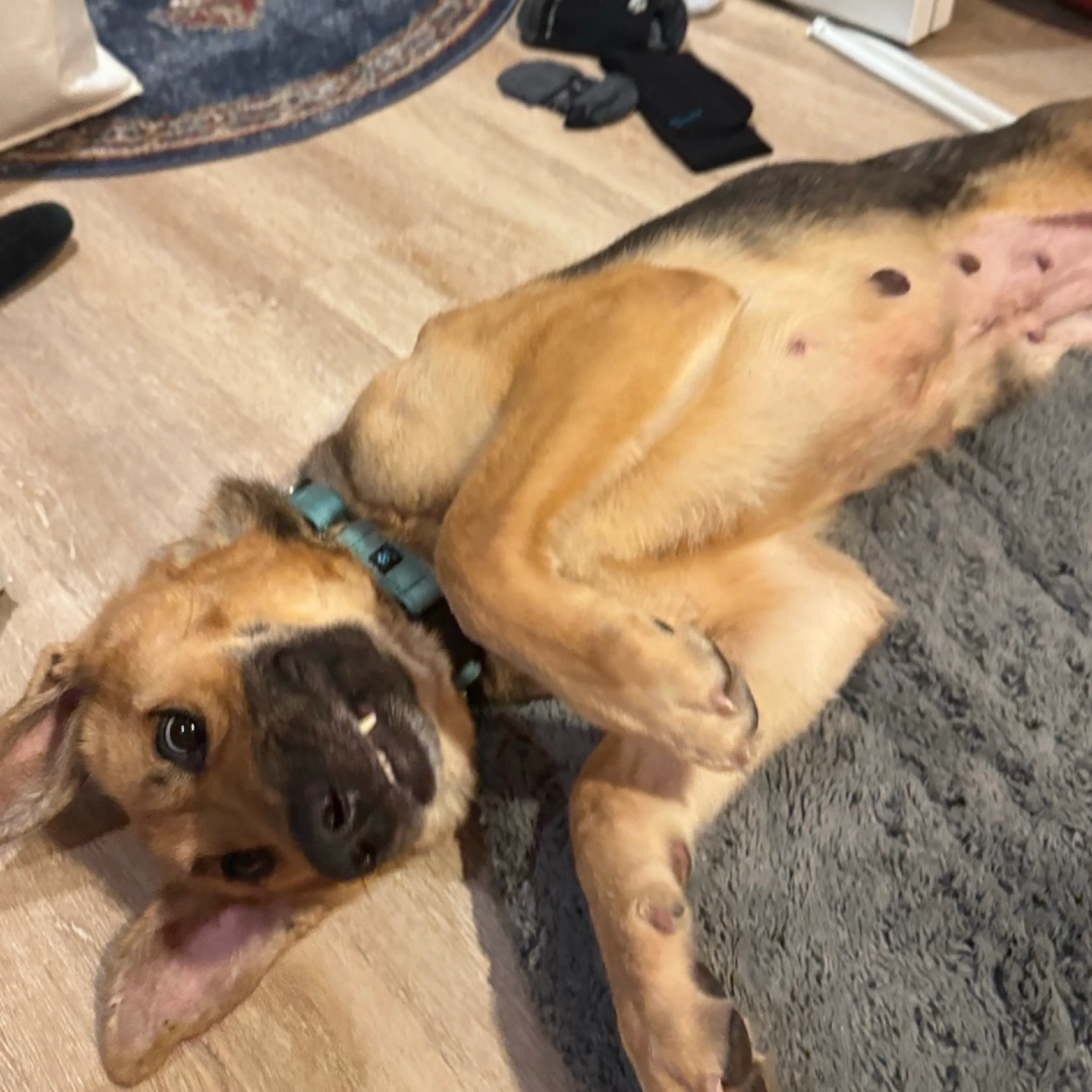 Found pet-1