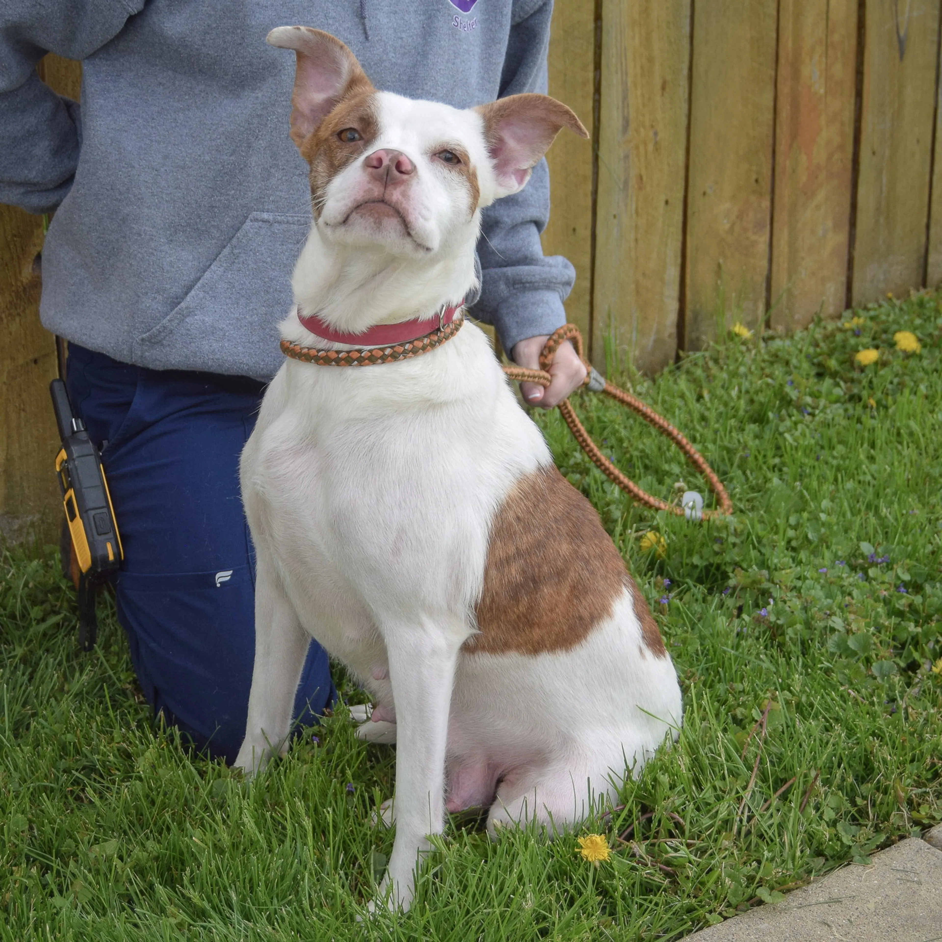 Found pet-2