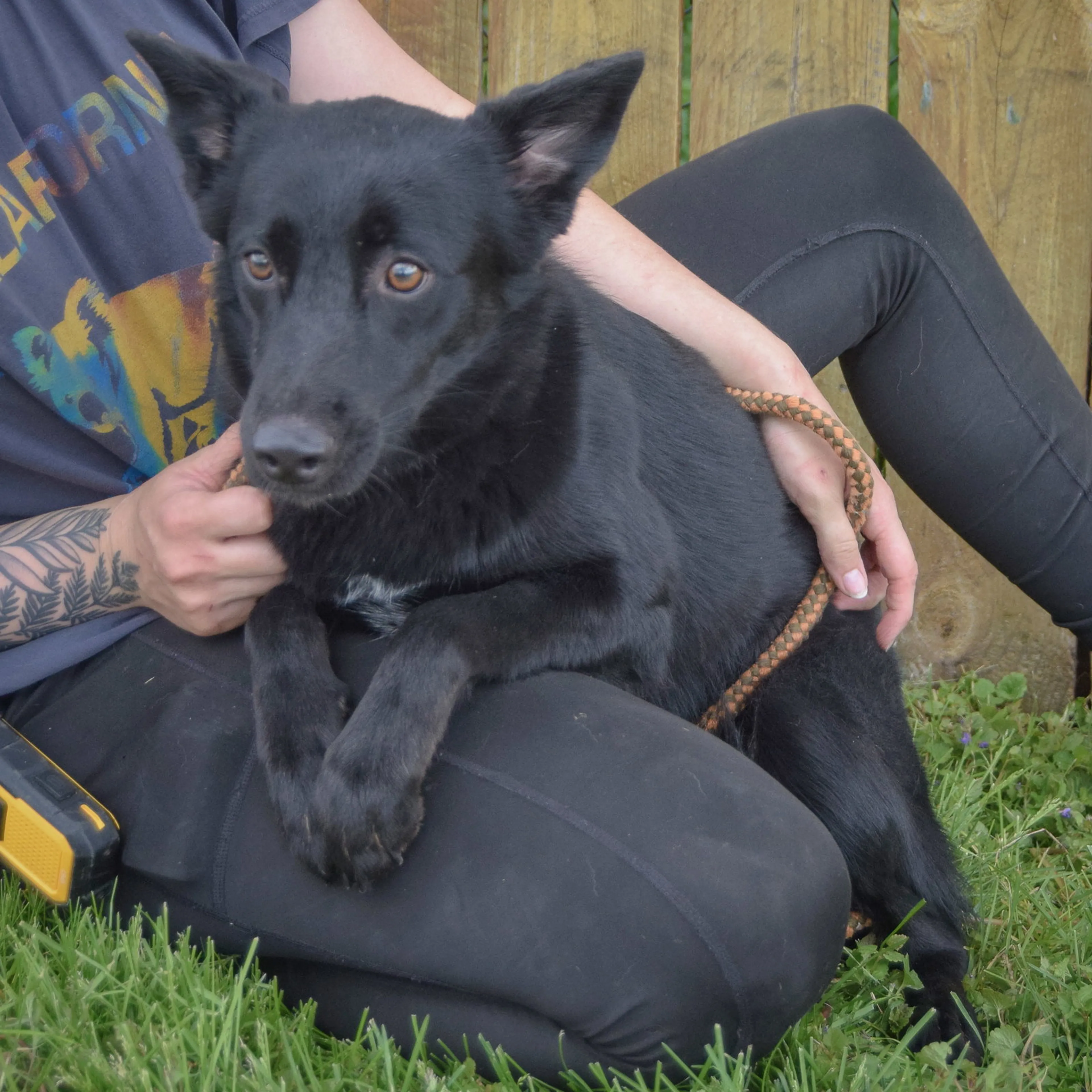Found pet-4