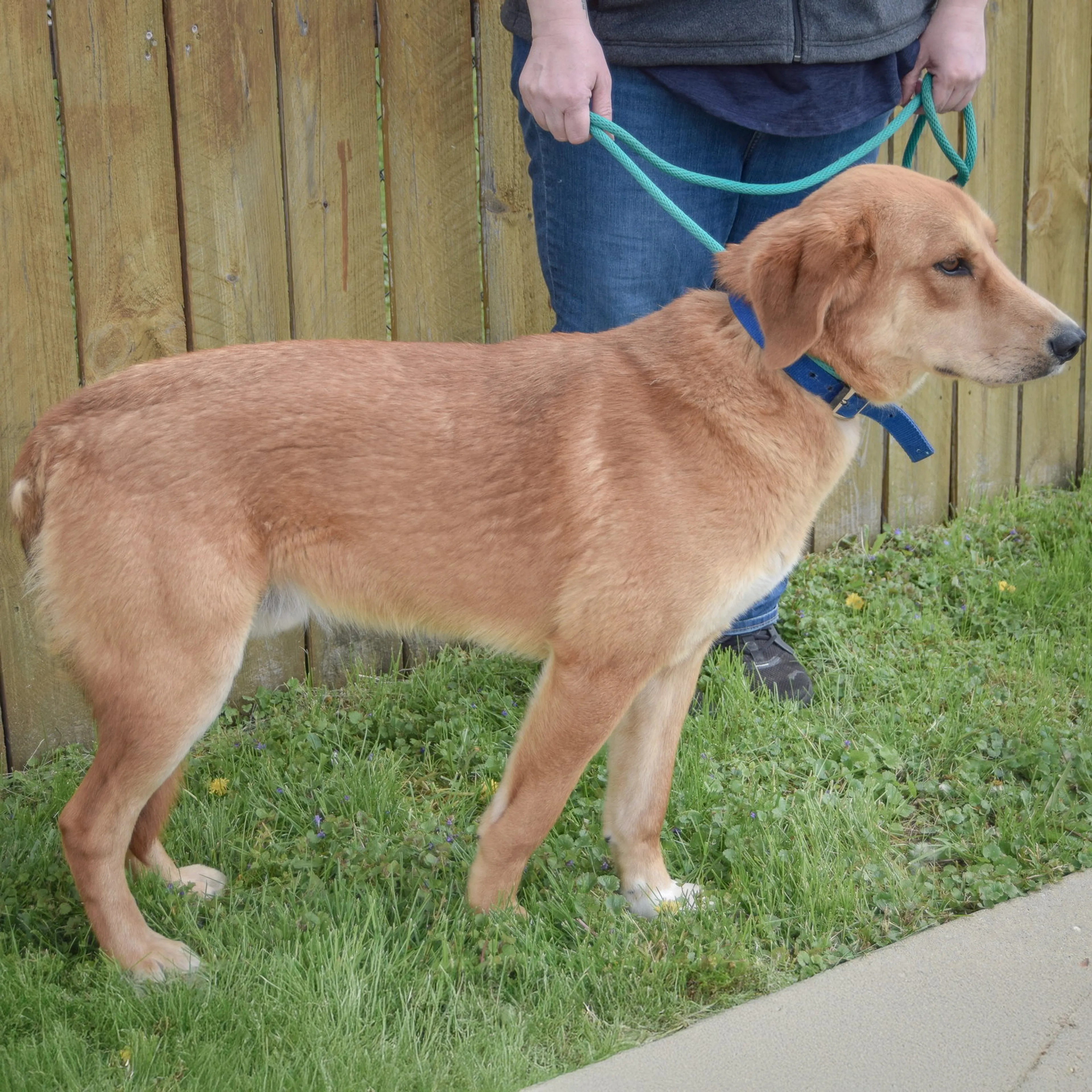 Found pet-2