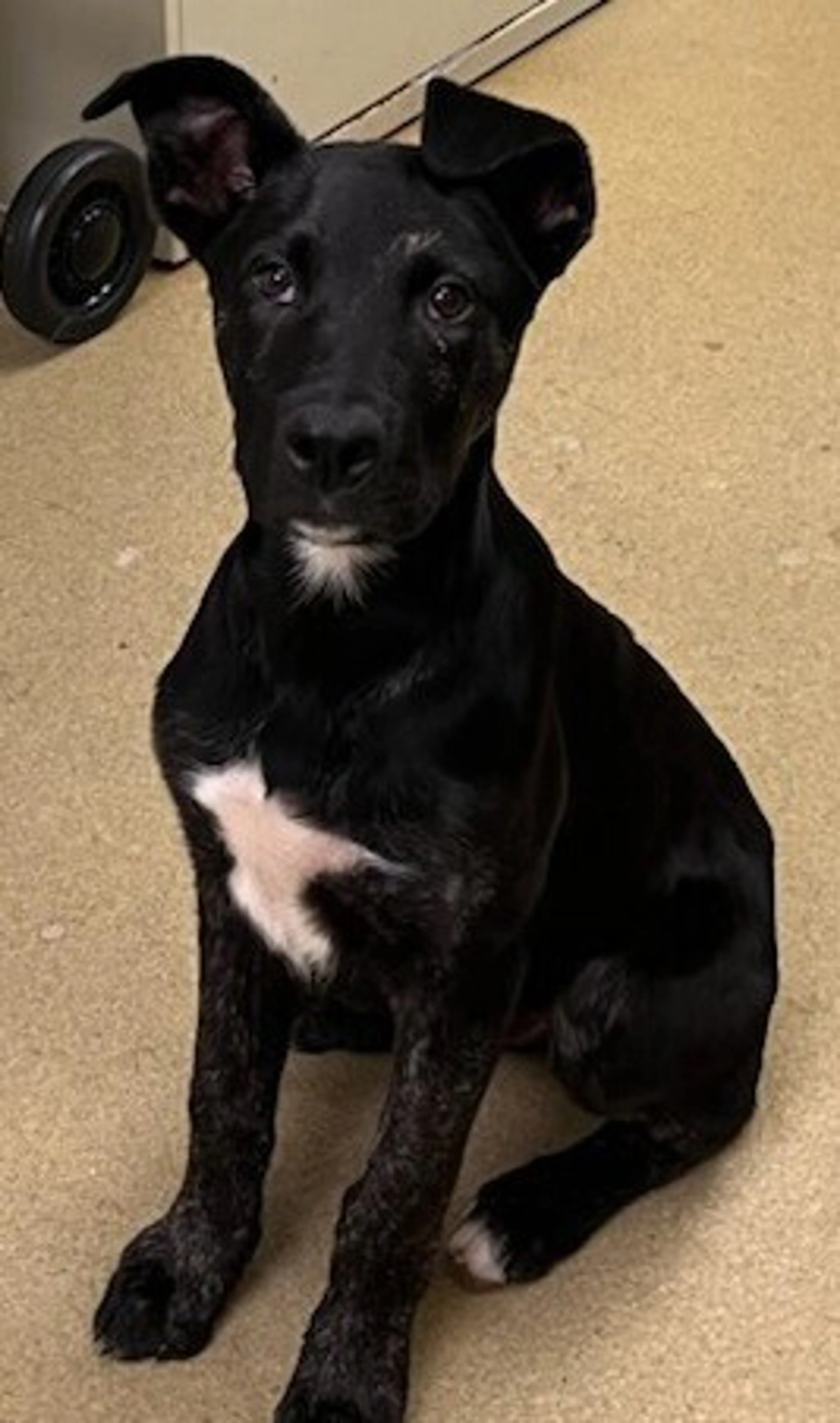 Found pet