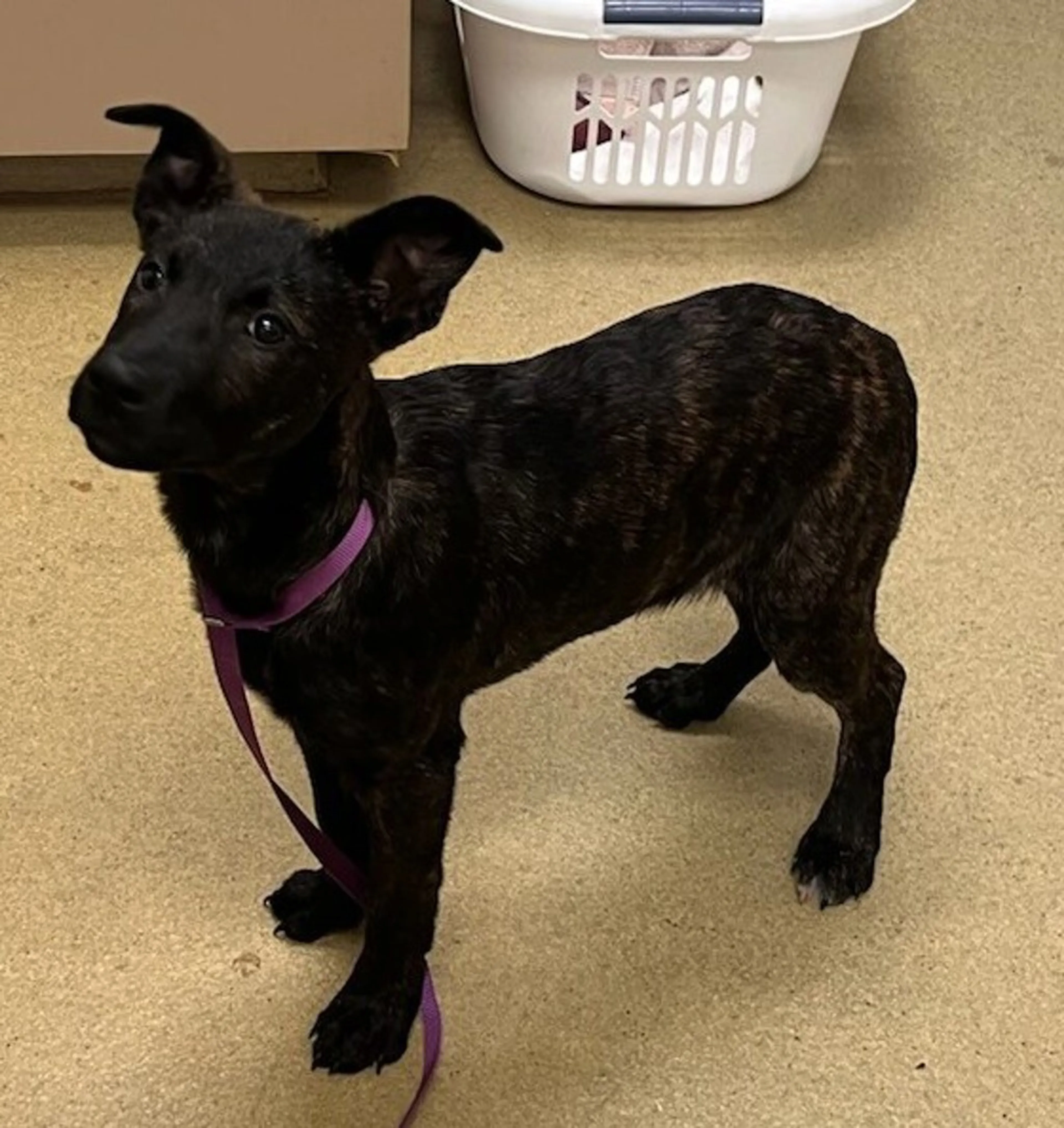 Found pet