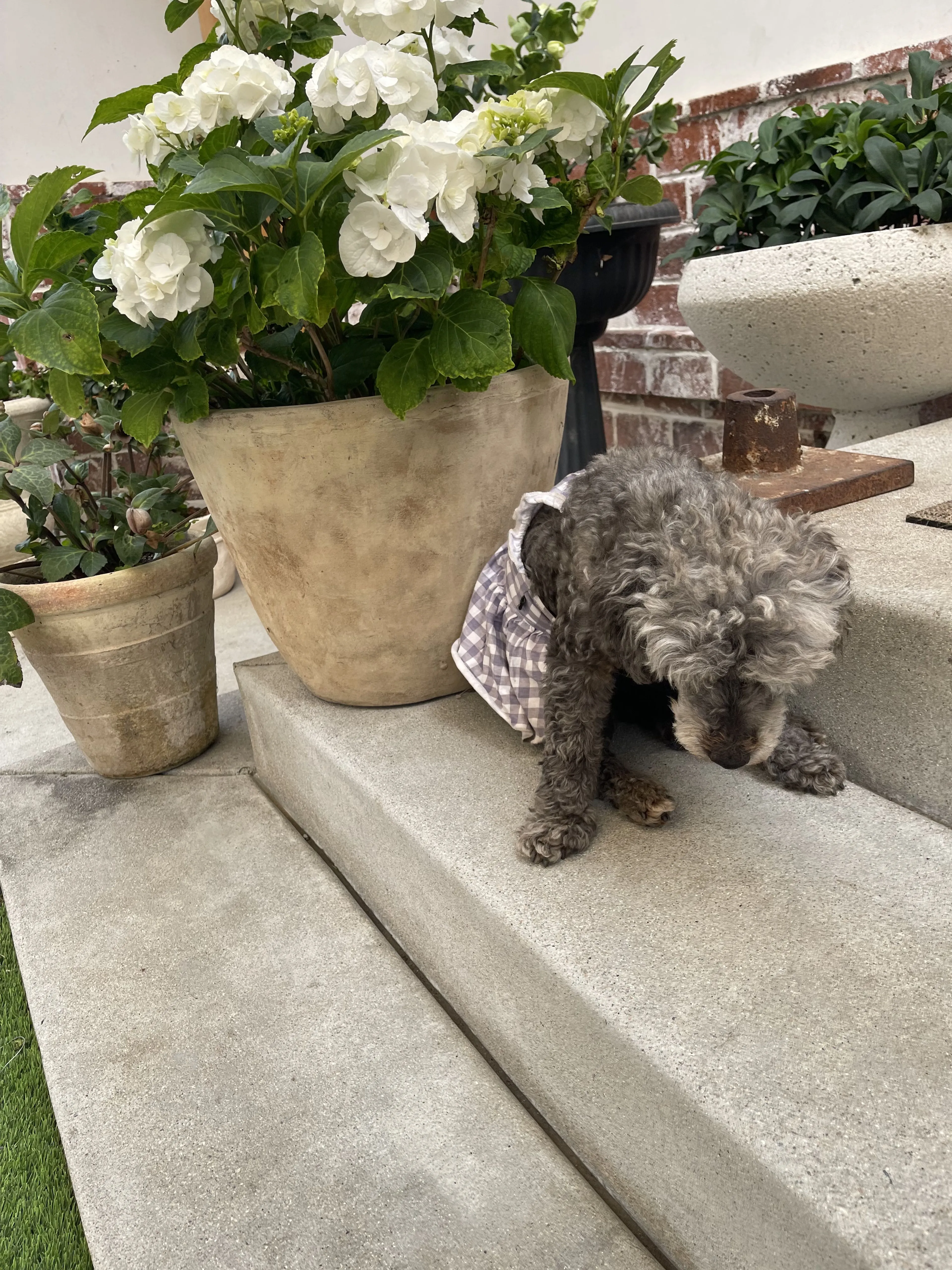 Lost pet