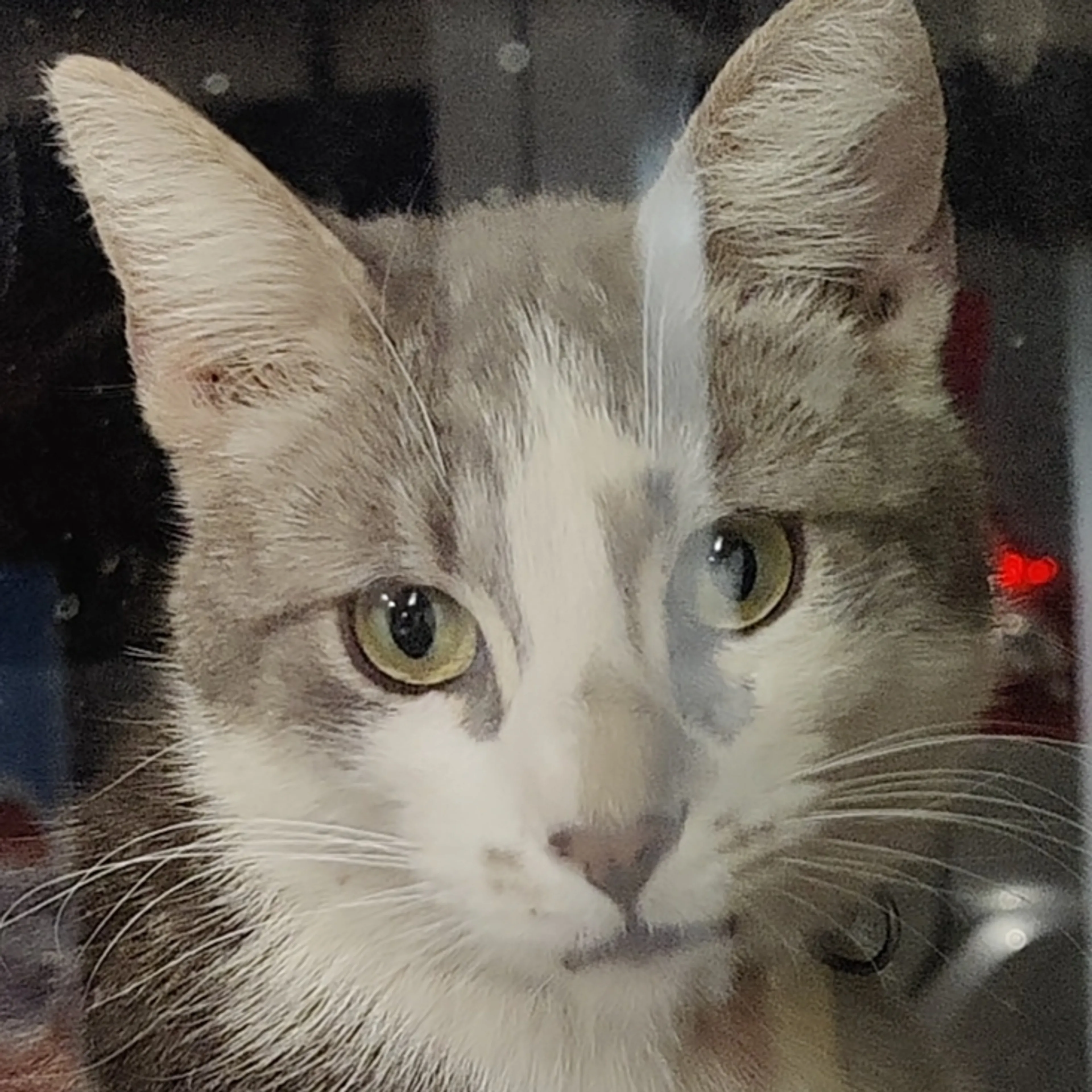 Found pet-2