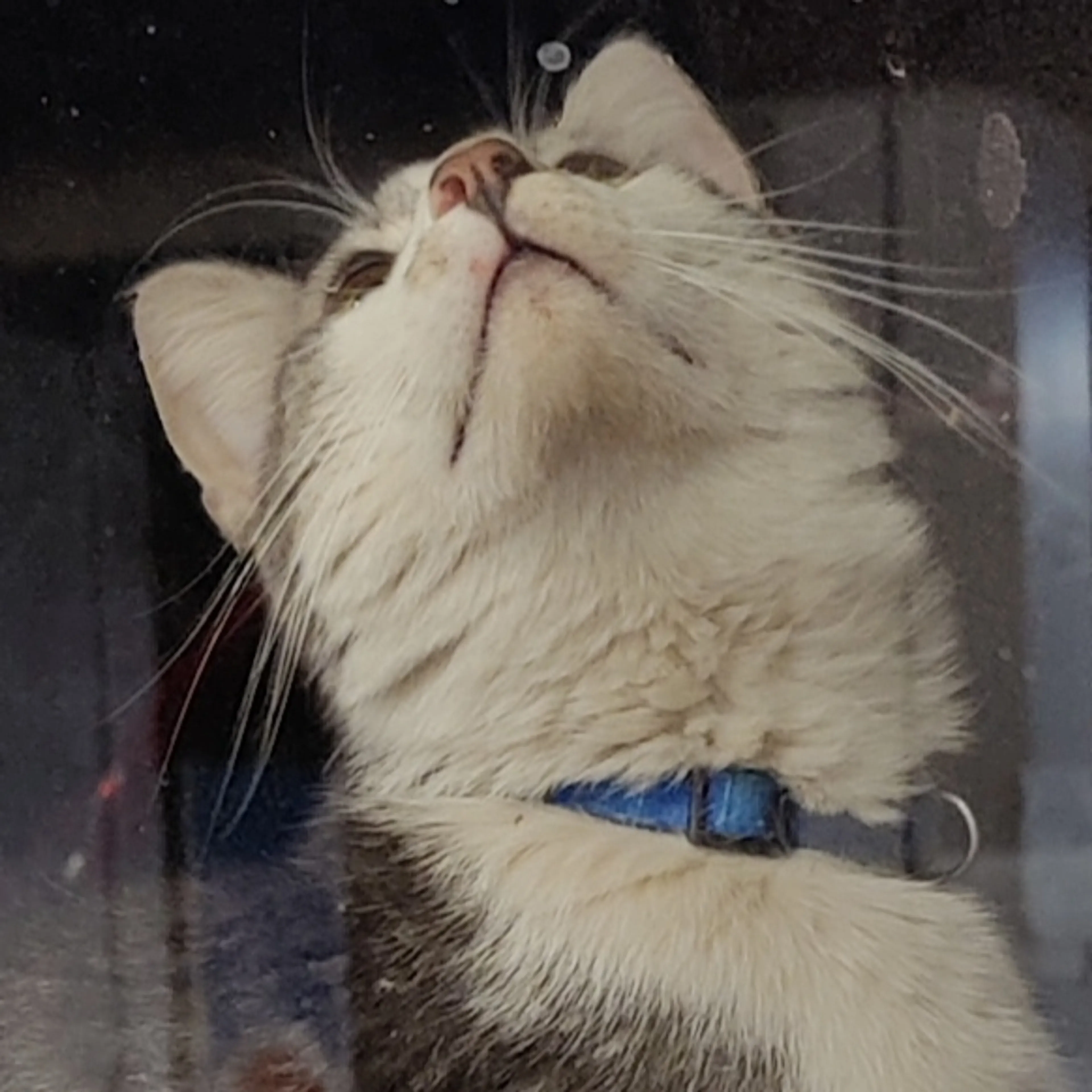 Found pet-3