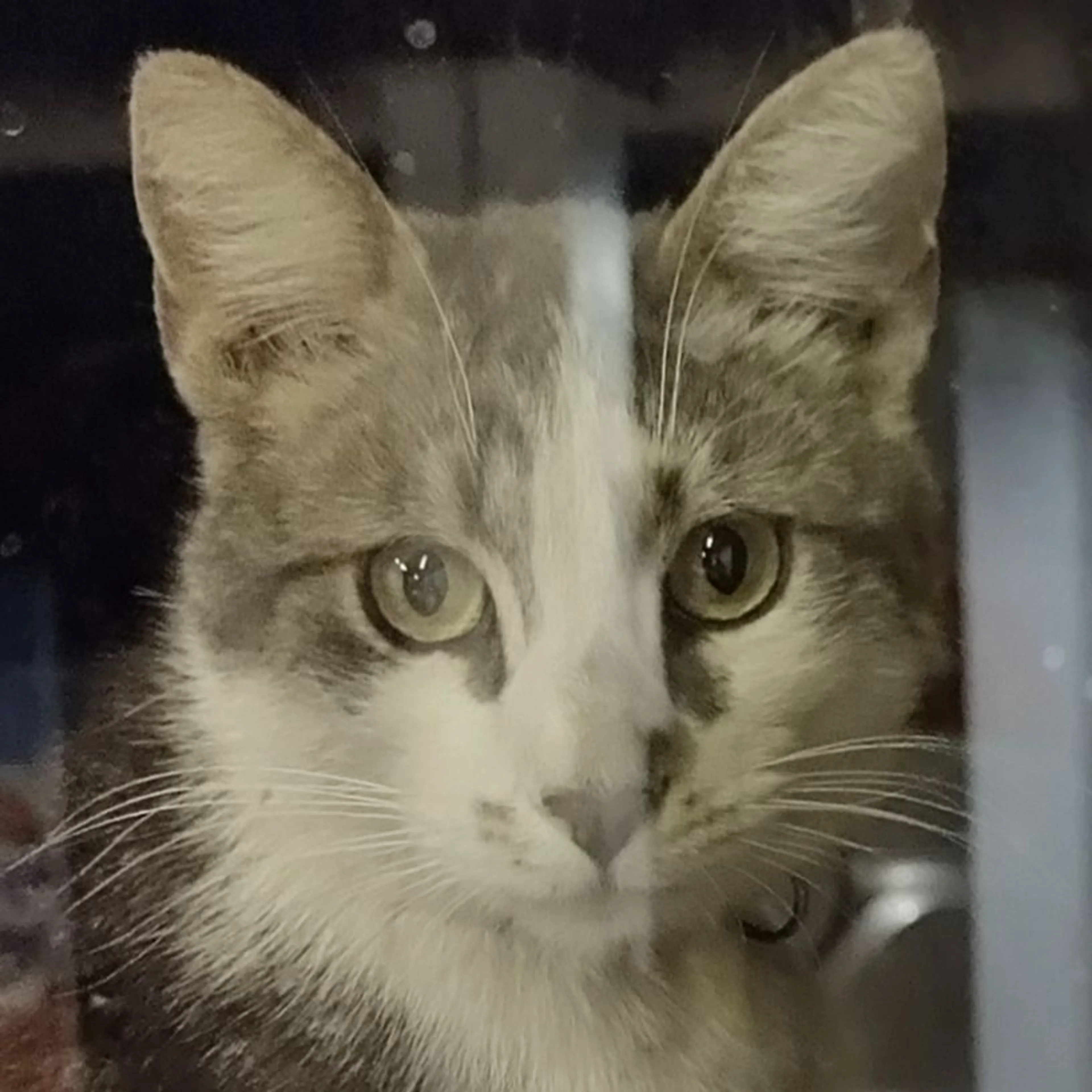 Found pet-0