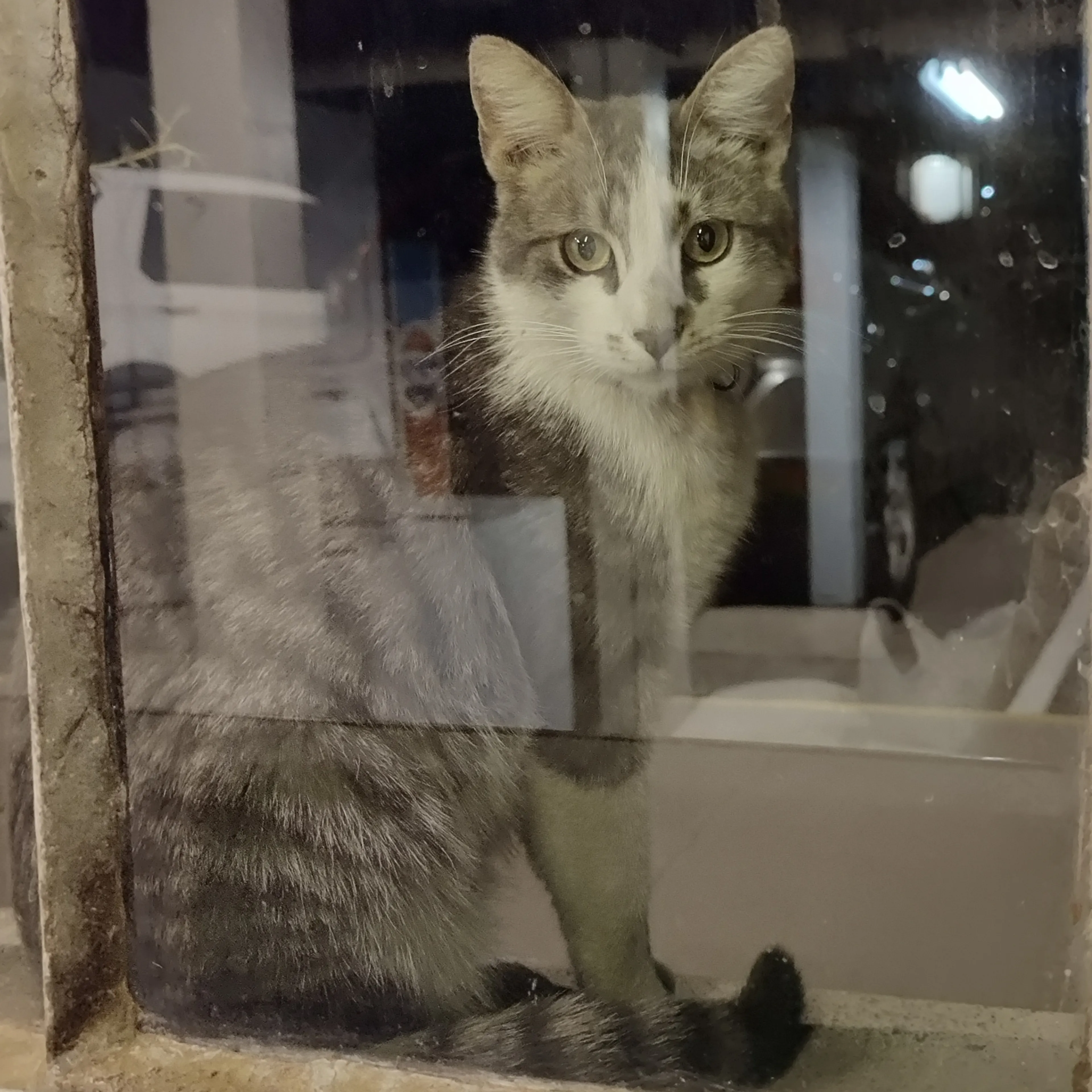 Found pet-1