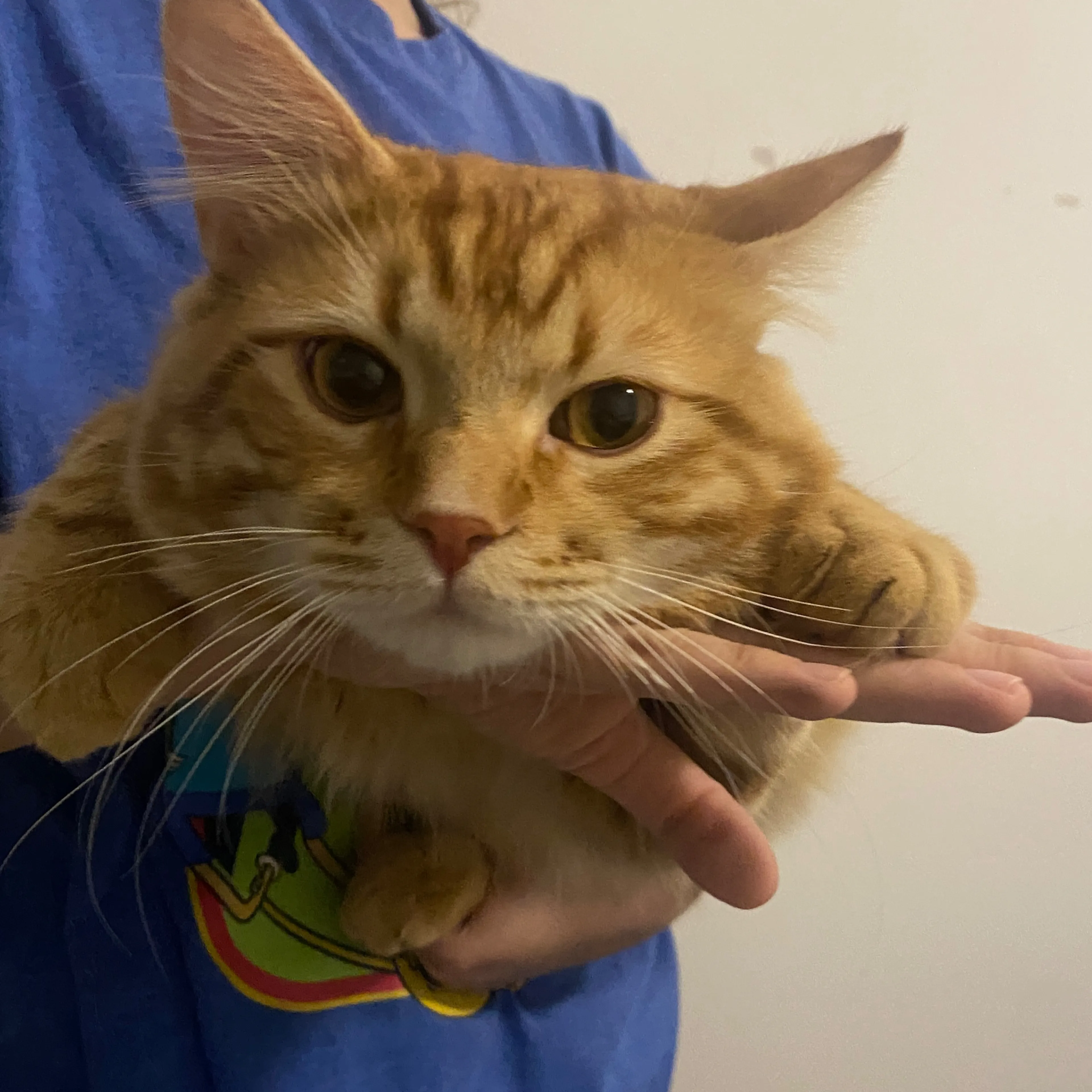 Lost pet-2