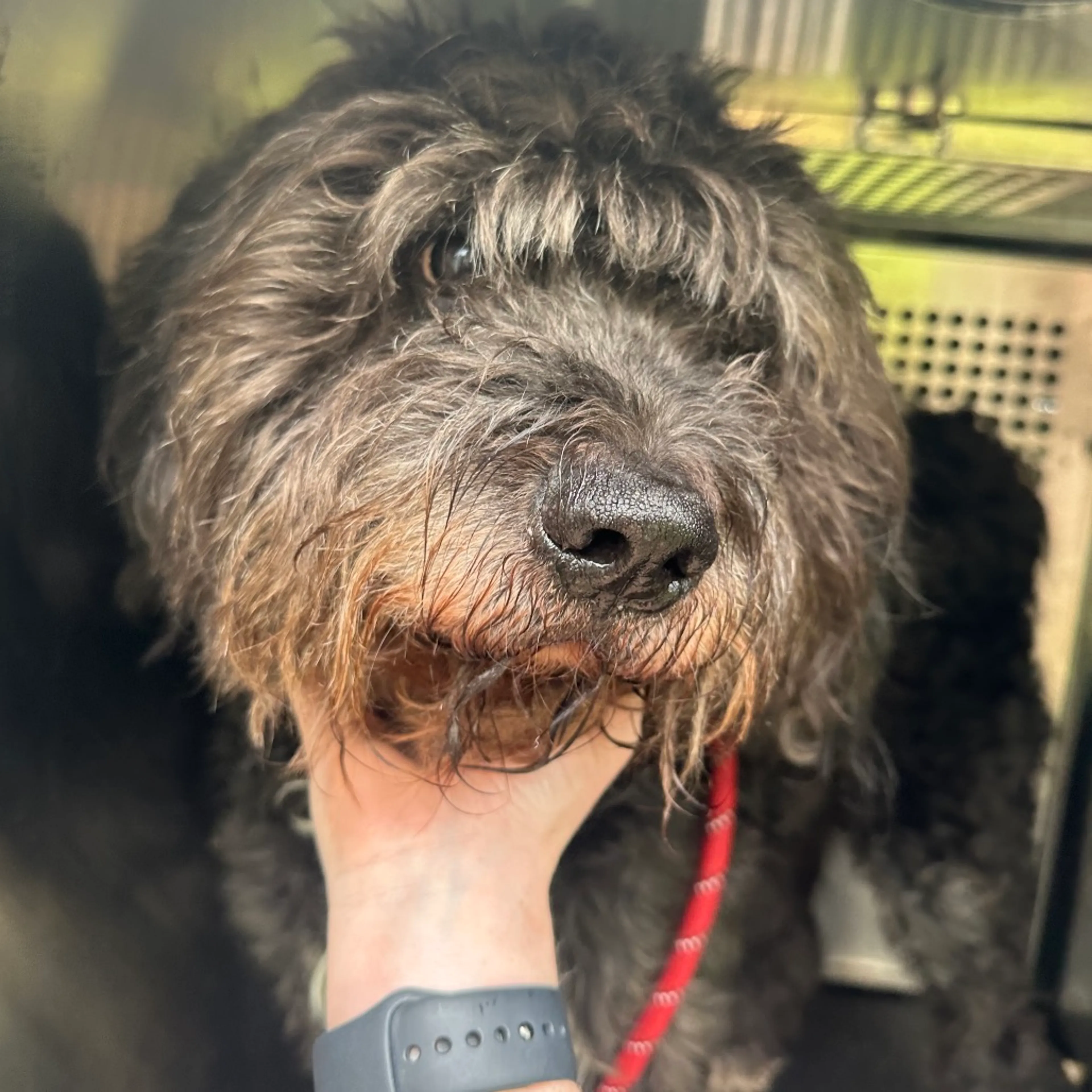 Found pet