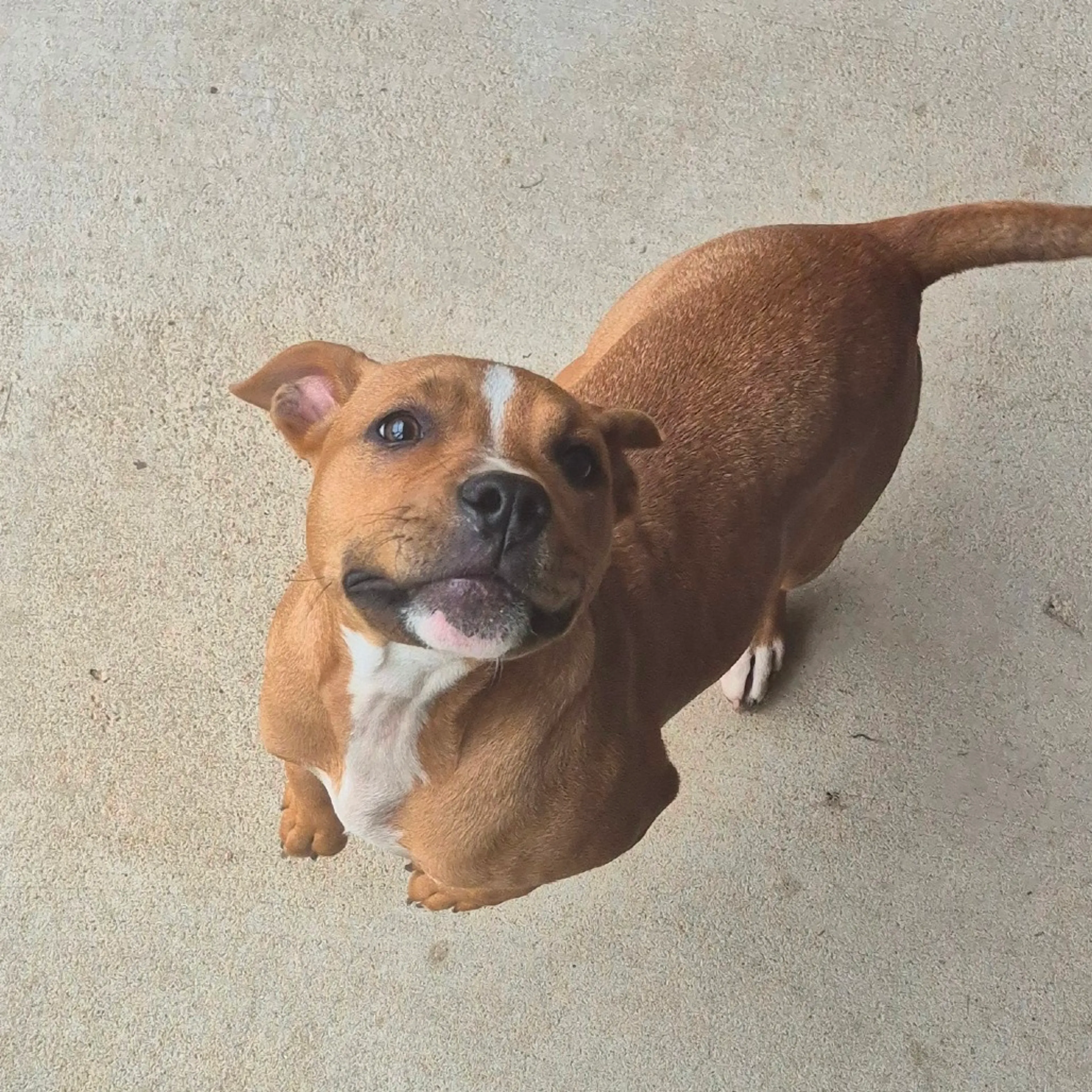 Found pet