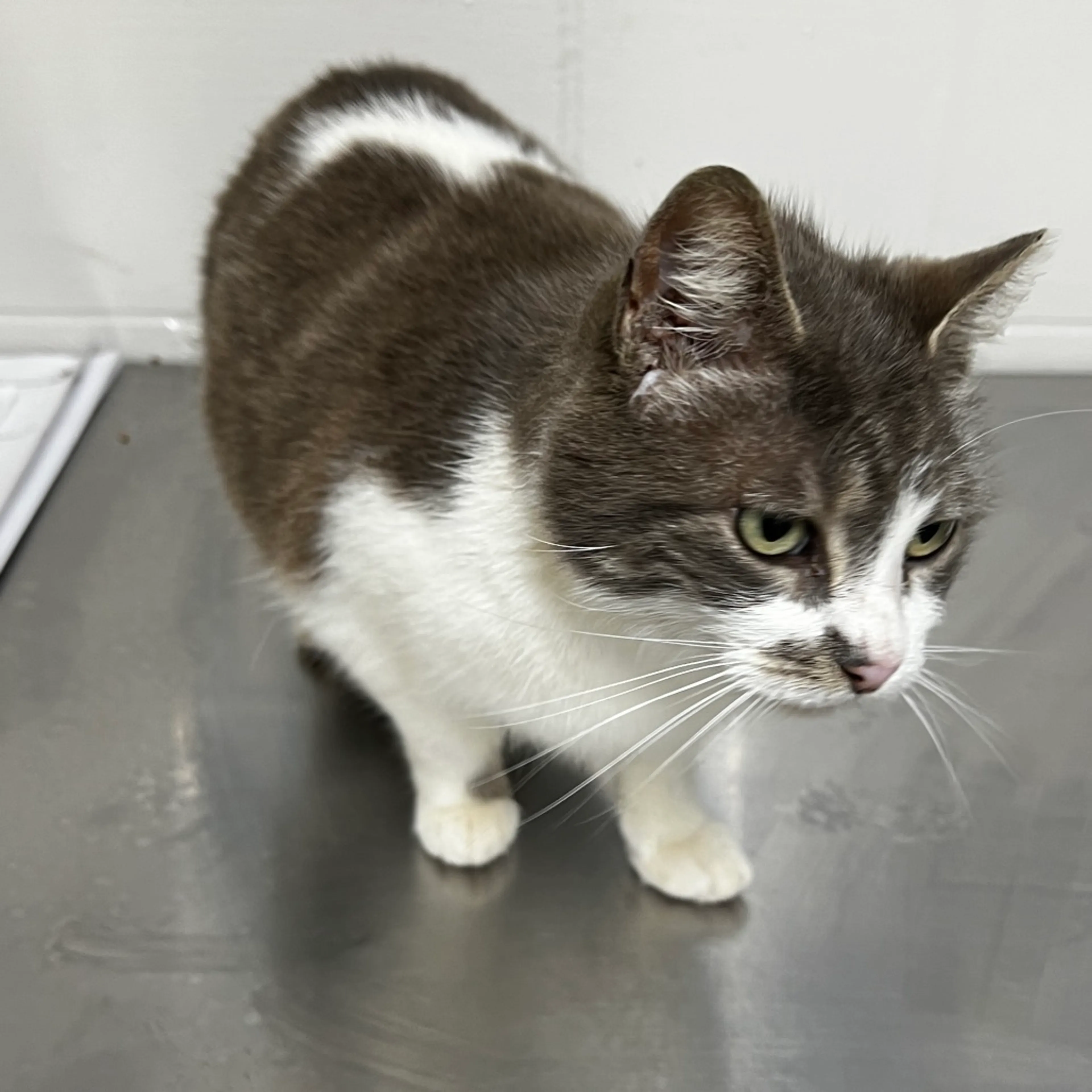 Found pet-1