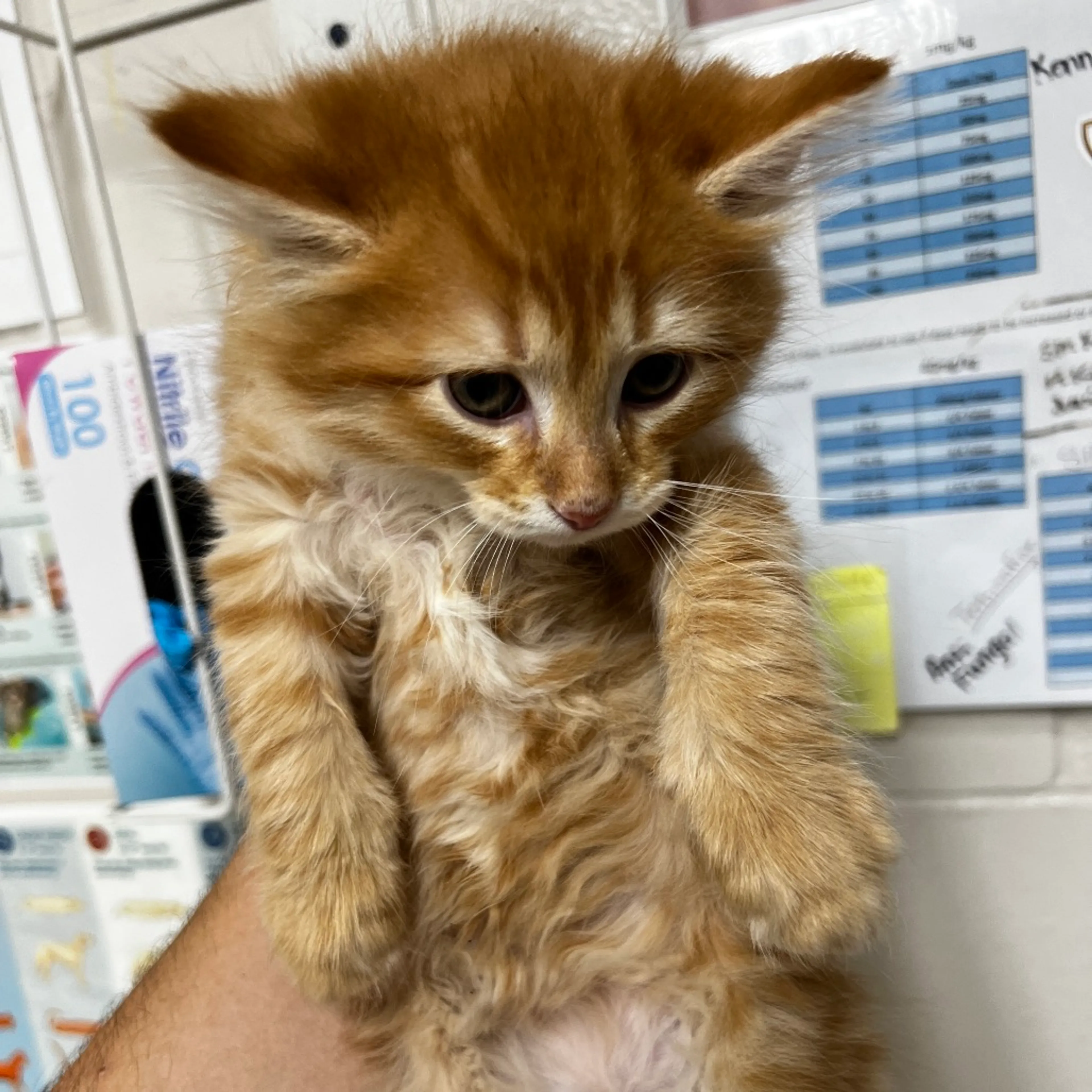 Found pet
