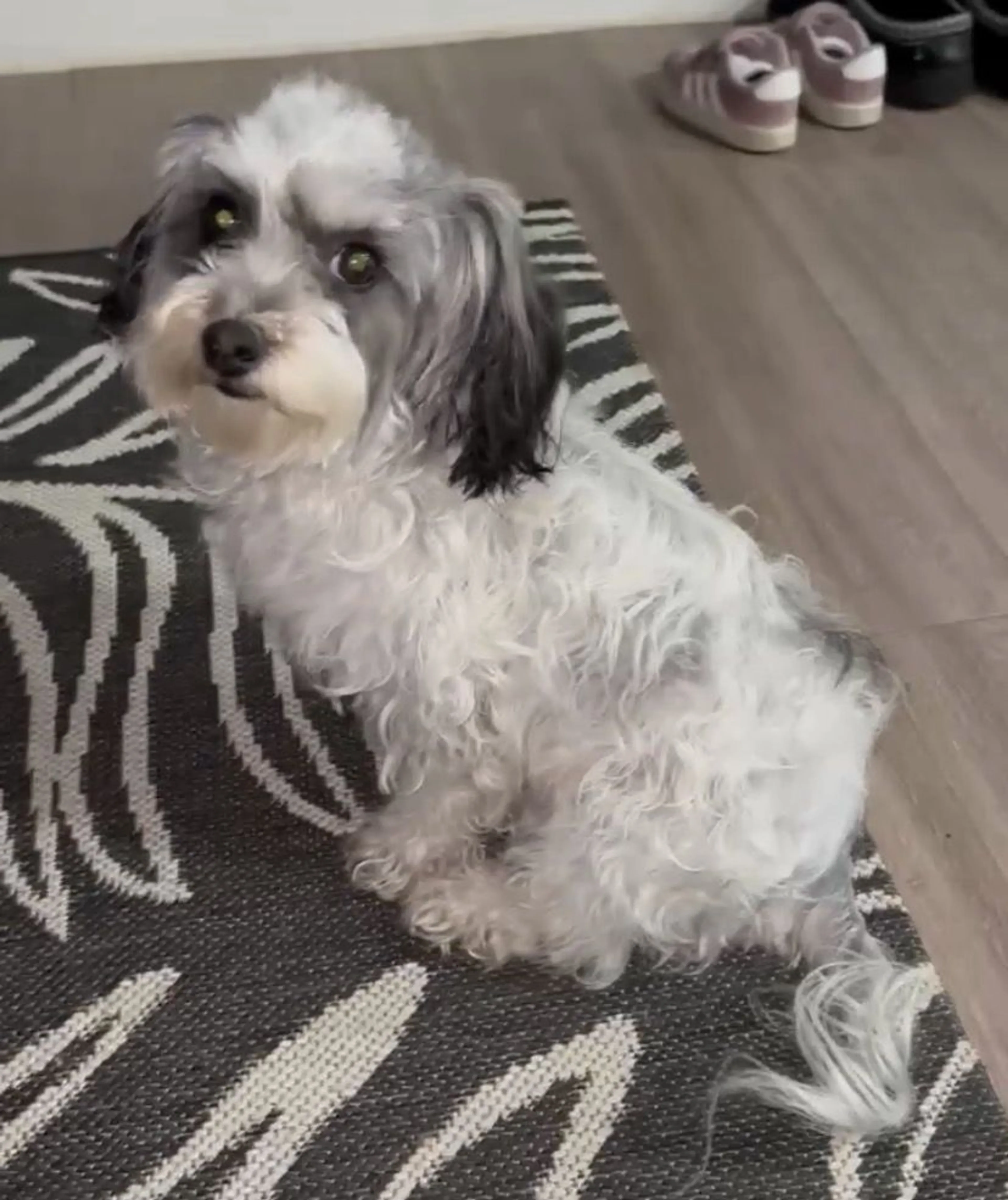 Lost pet