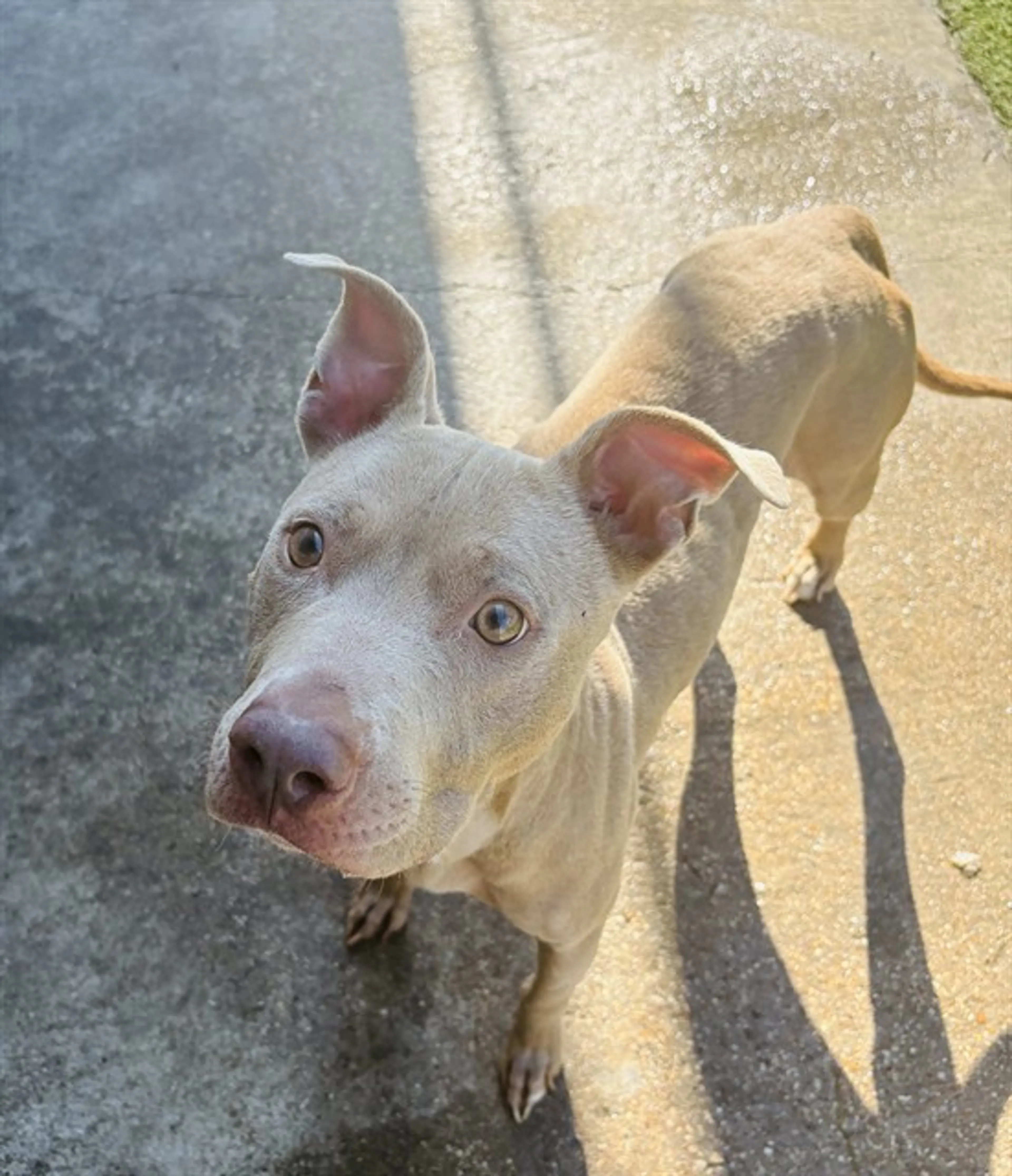 Found pet