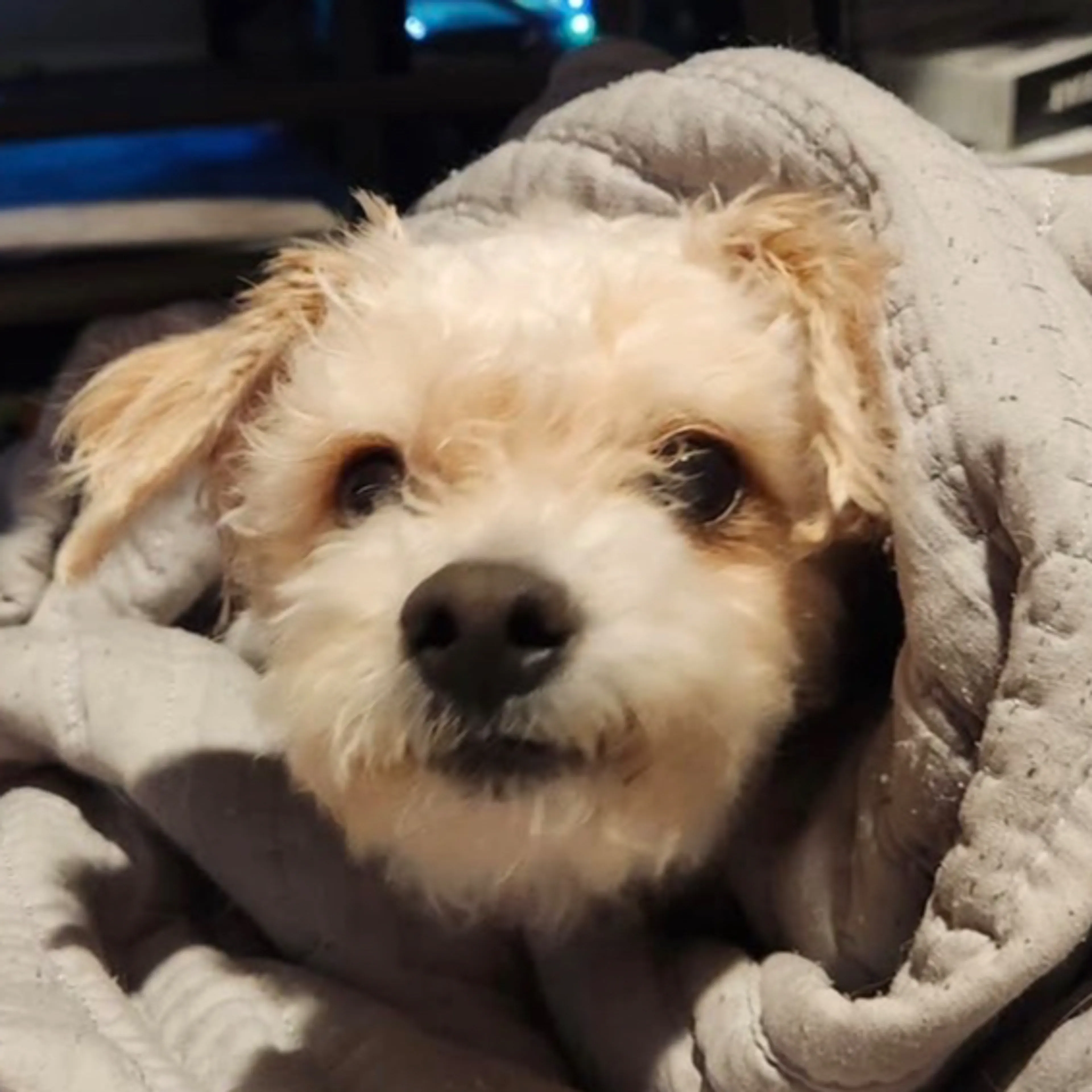 Found pet-2