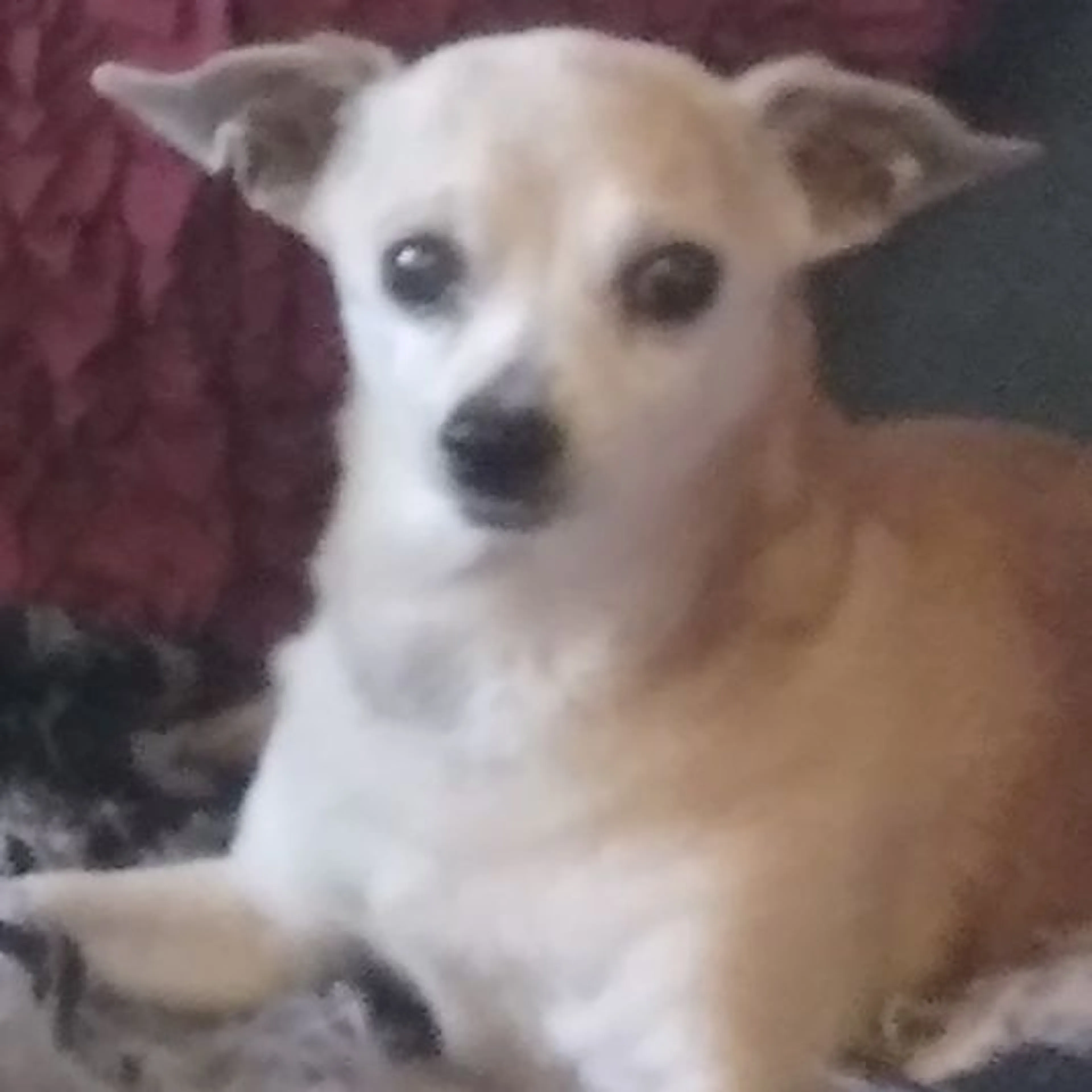 Lost pet