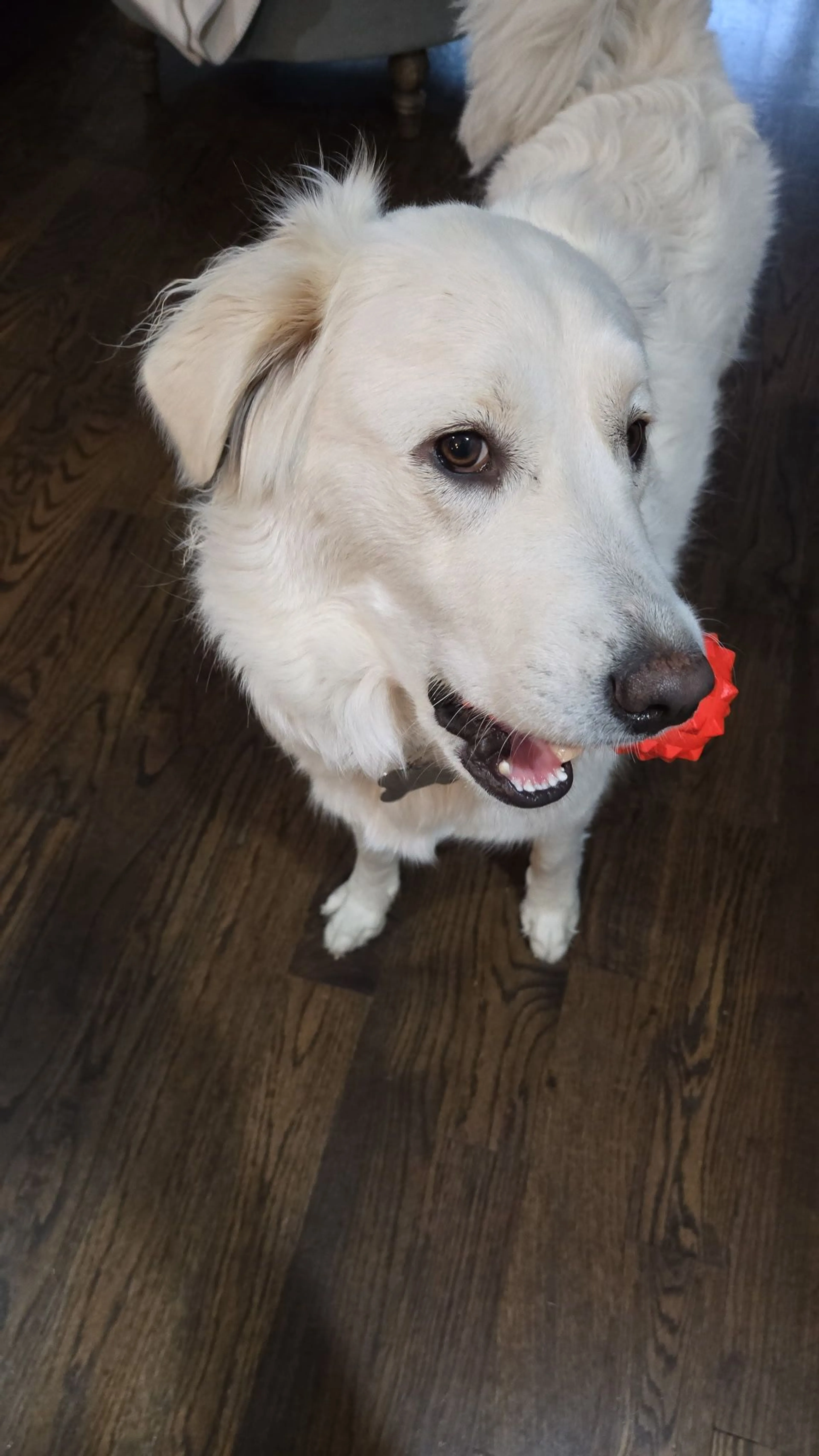 Lost pet