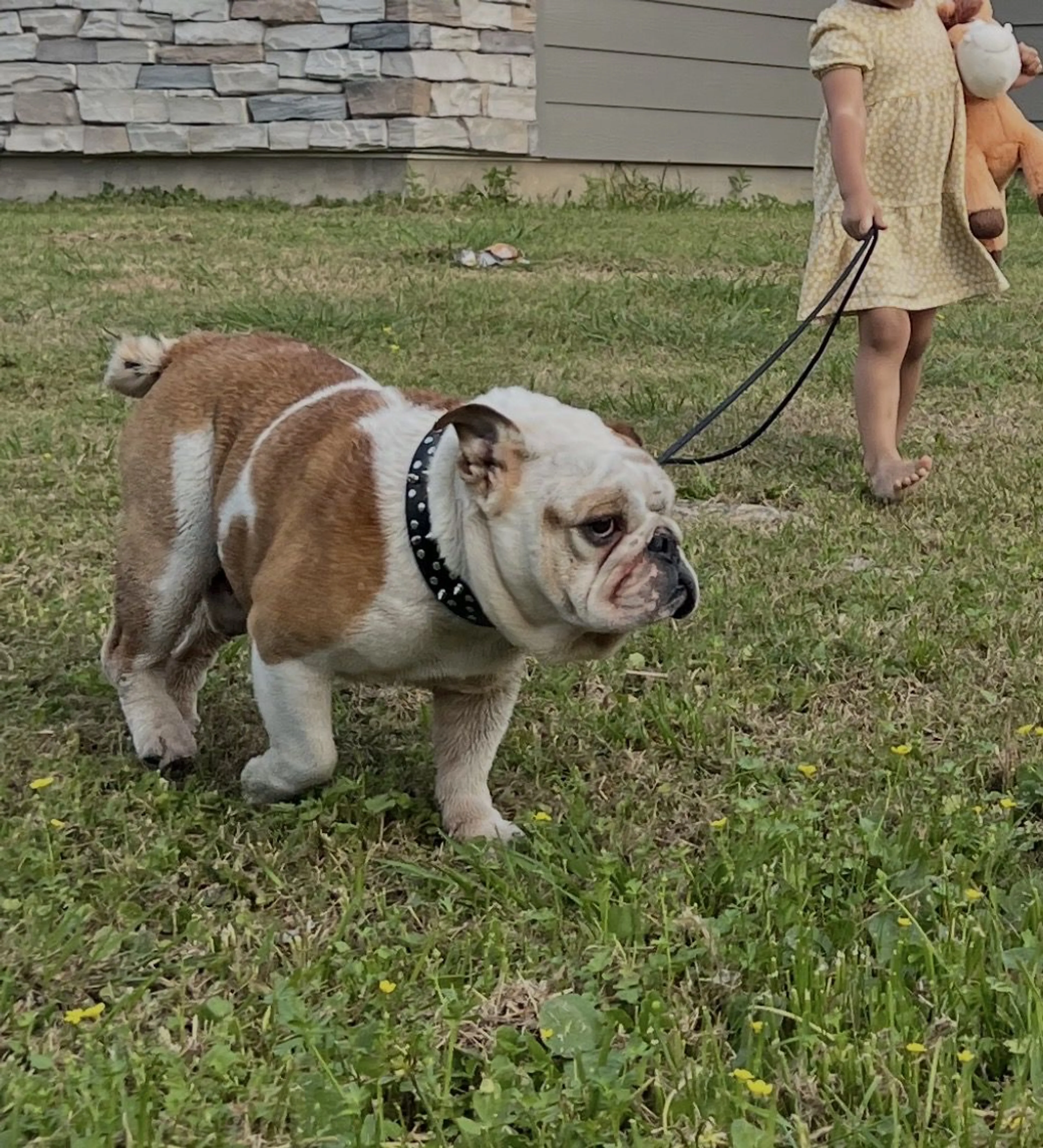 Lost pet