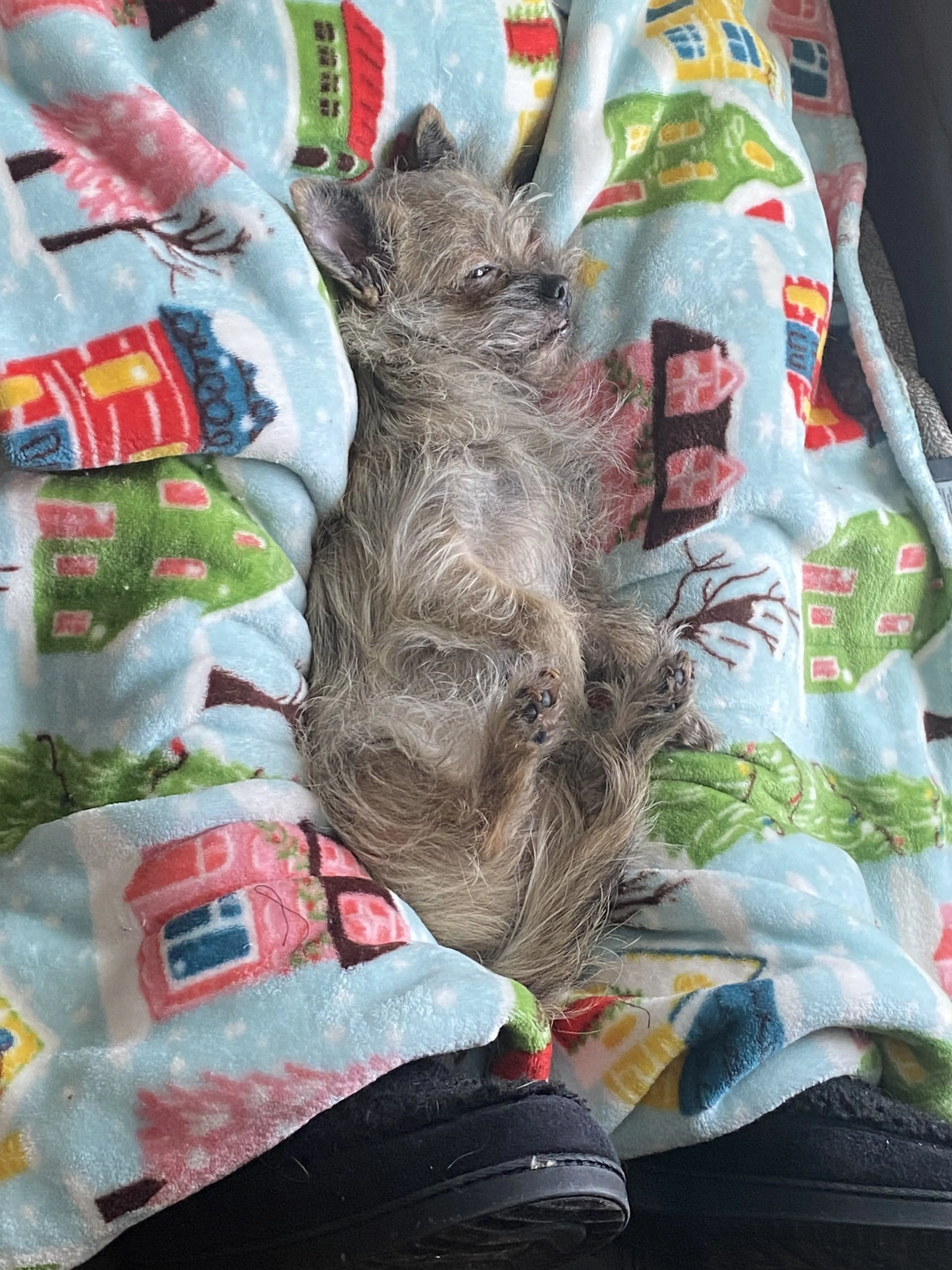 Lost pet-1