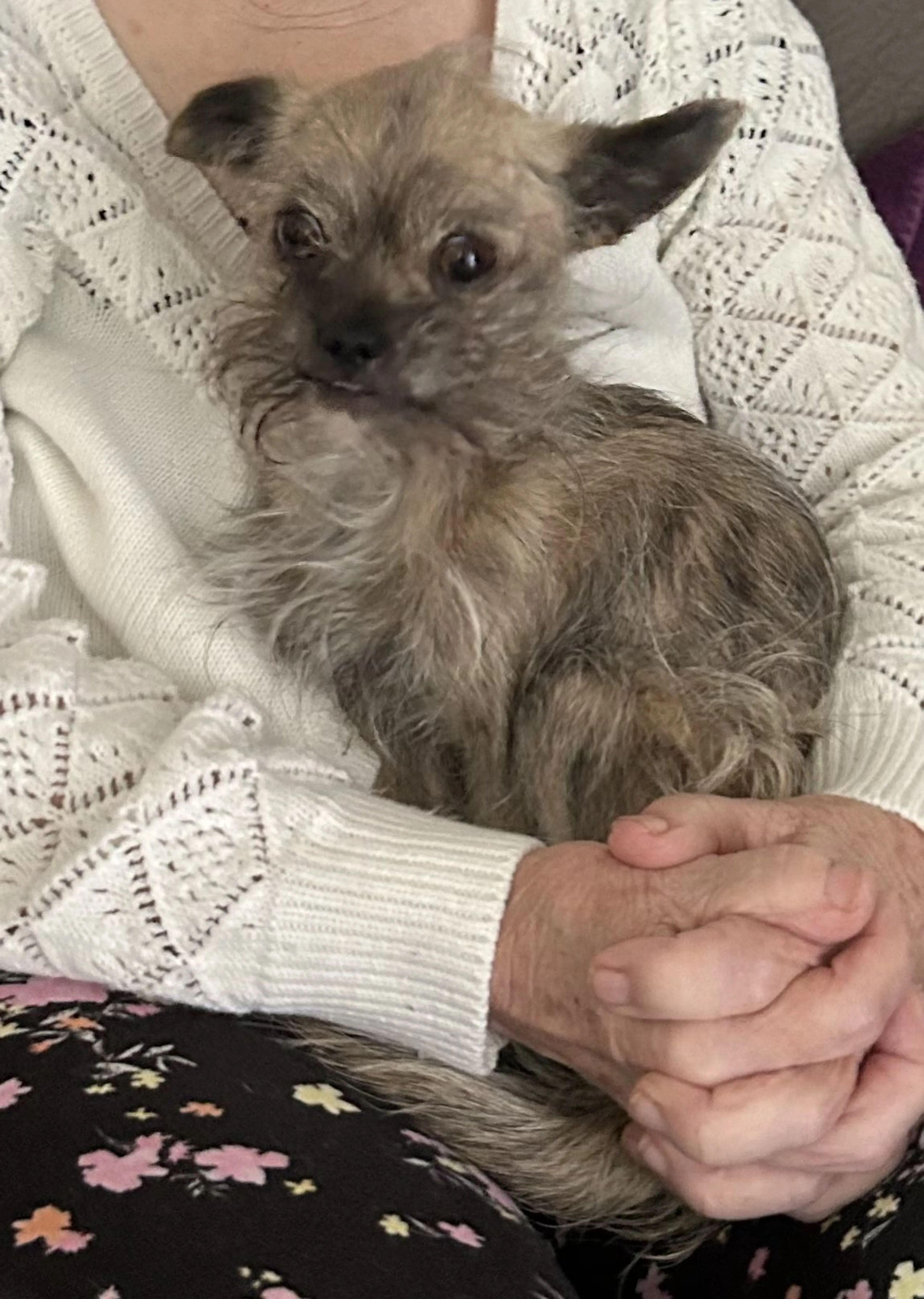Lost pet-0