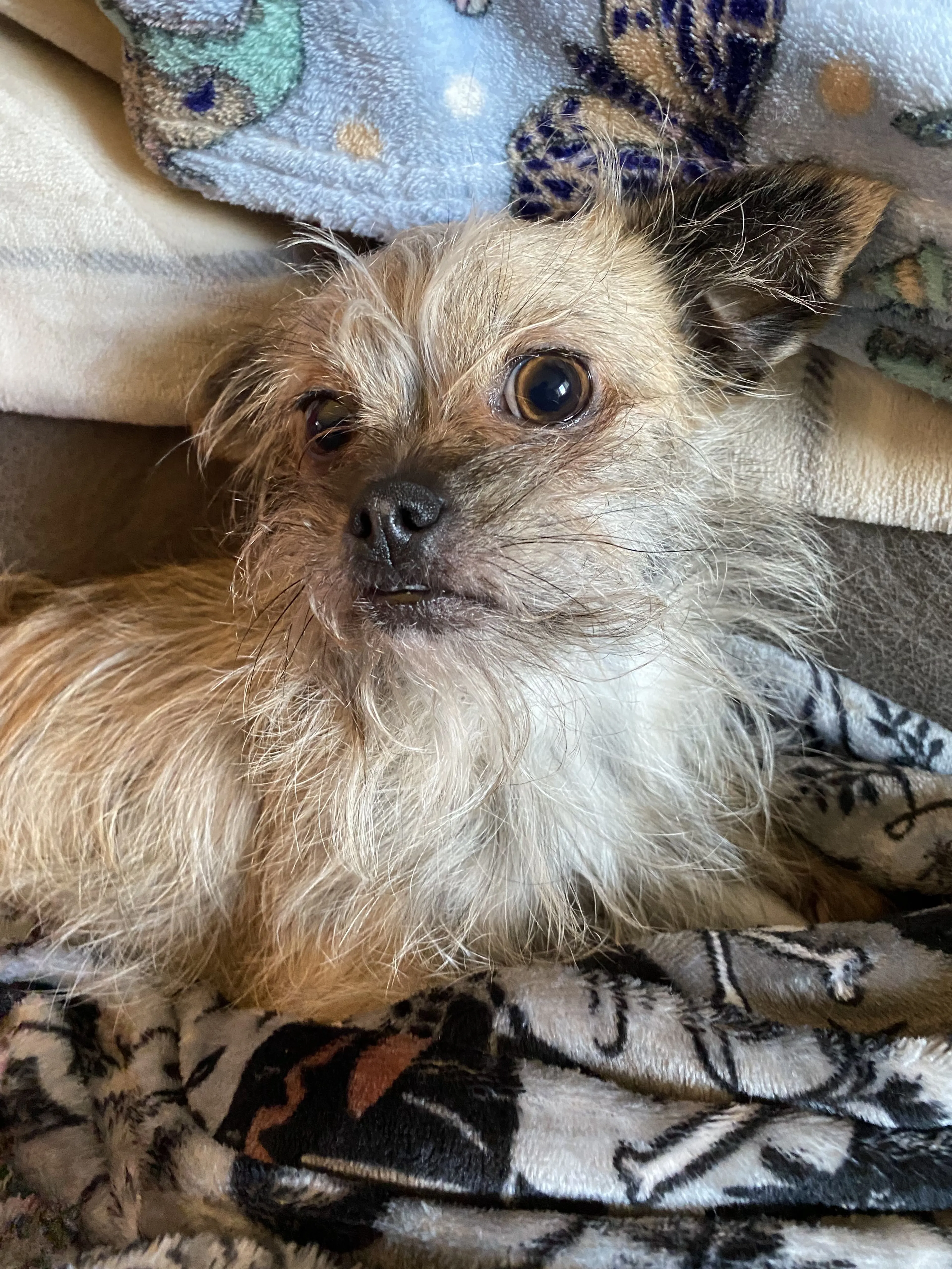 Lost pet-3
