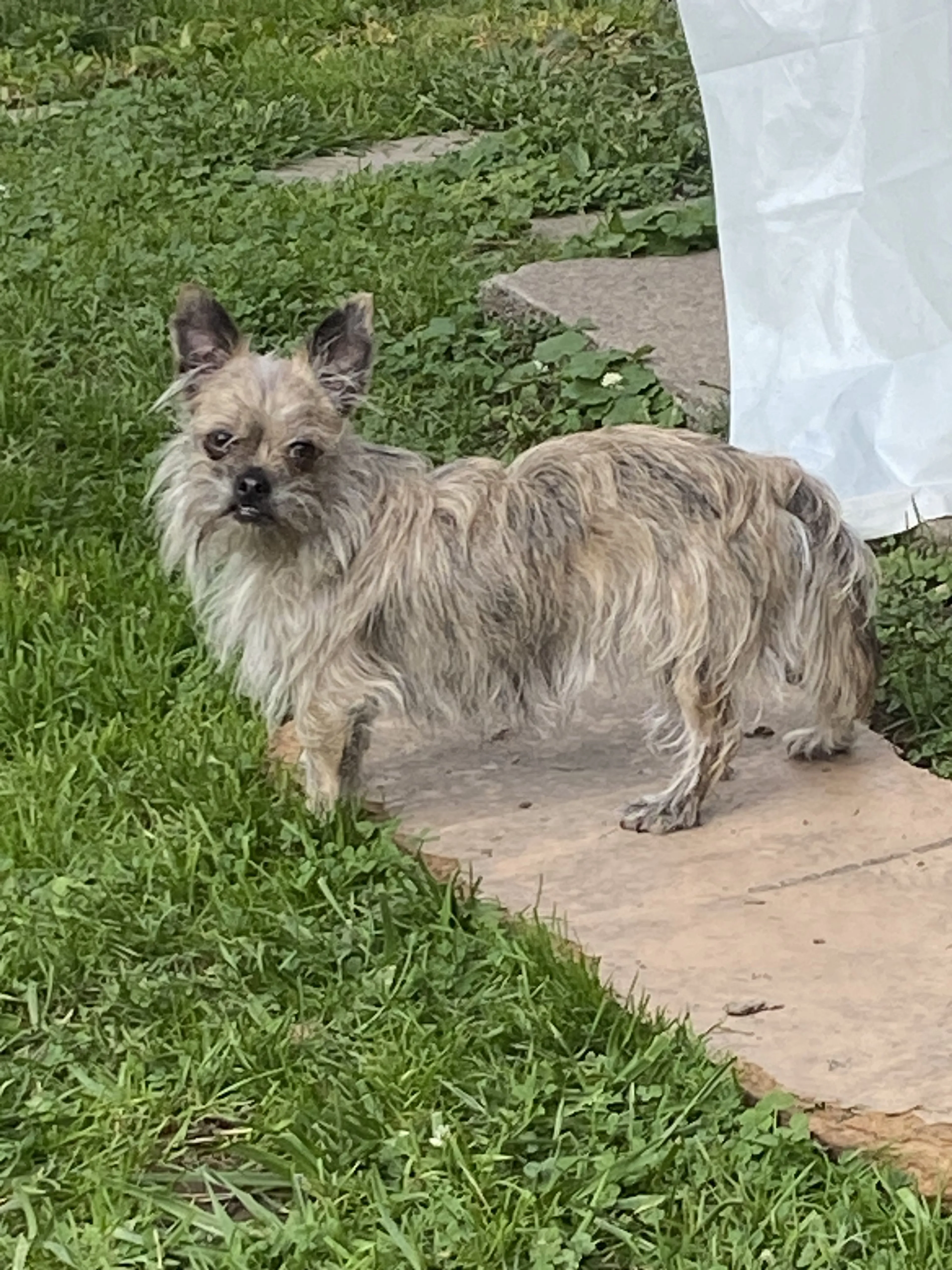 Lost pet-2