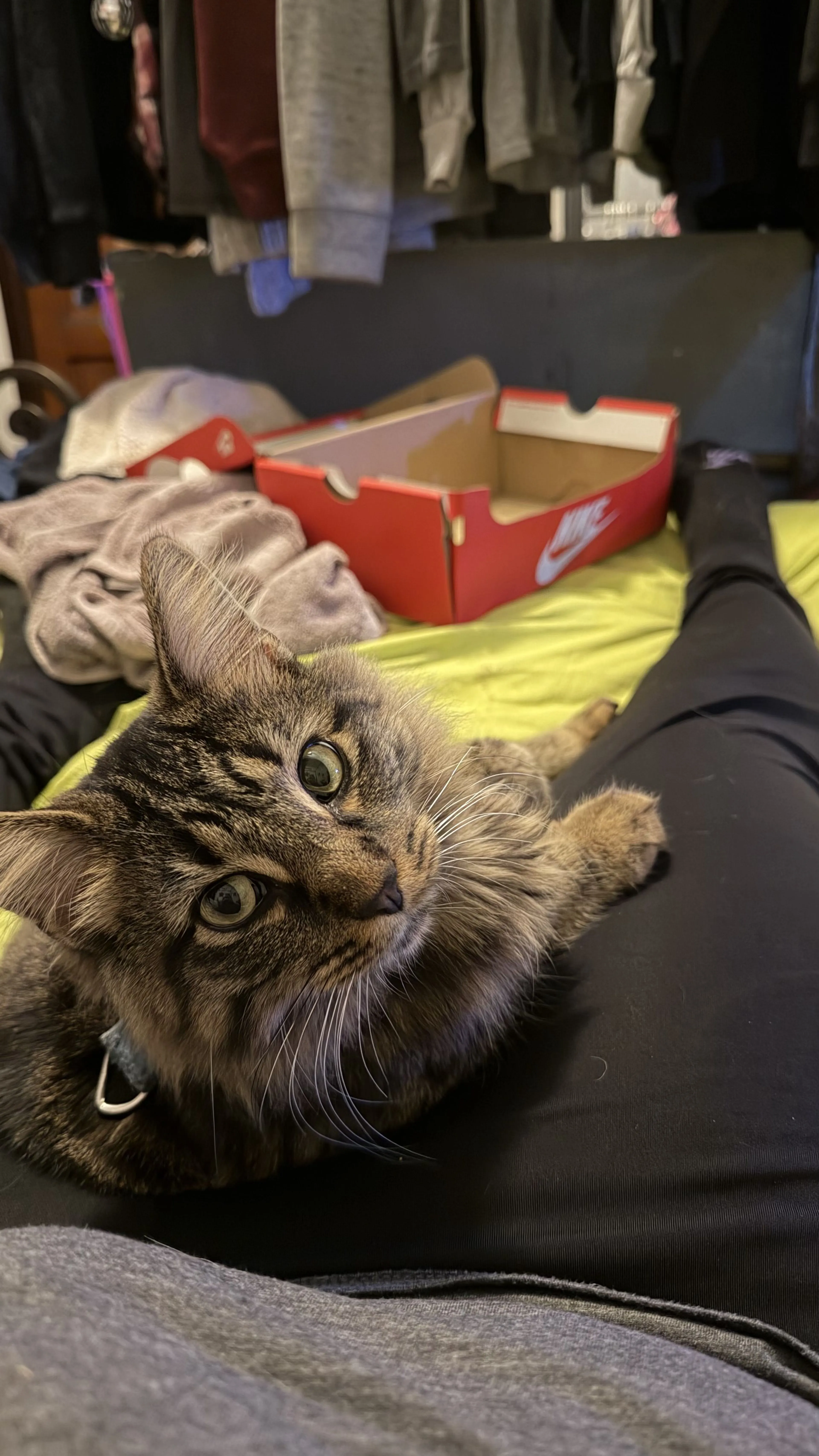 Lost pet-3