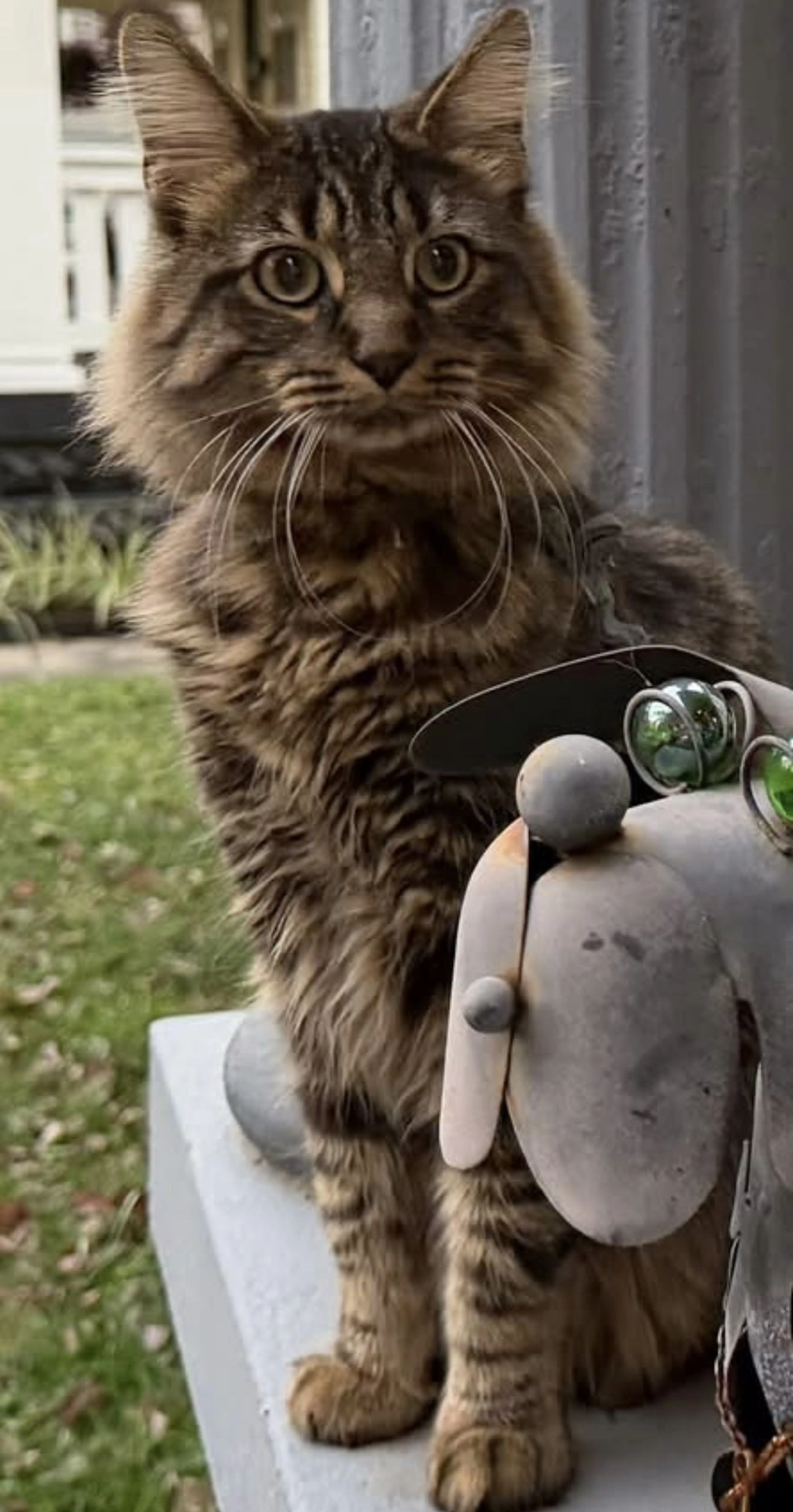 Lost pet-1