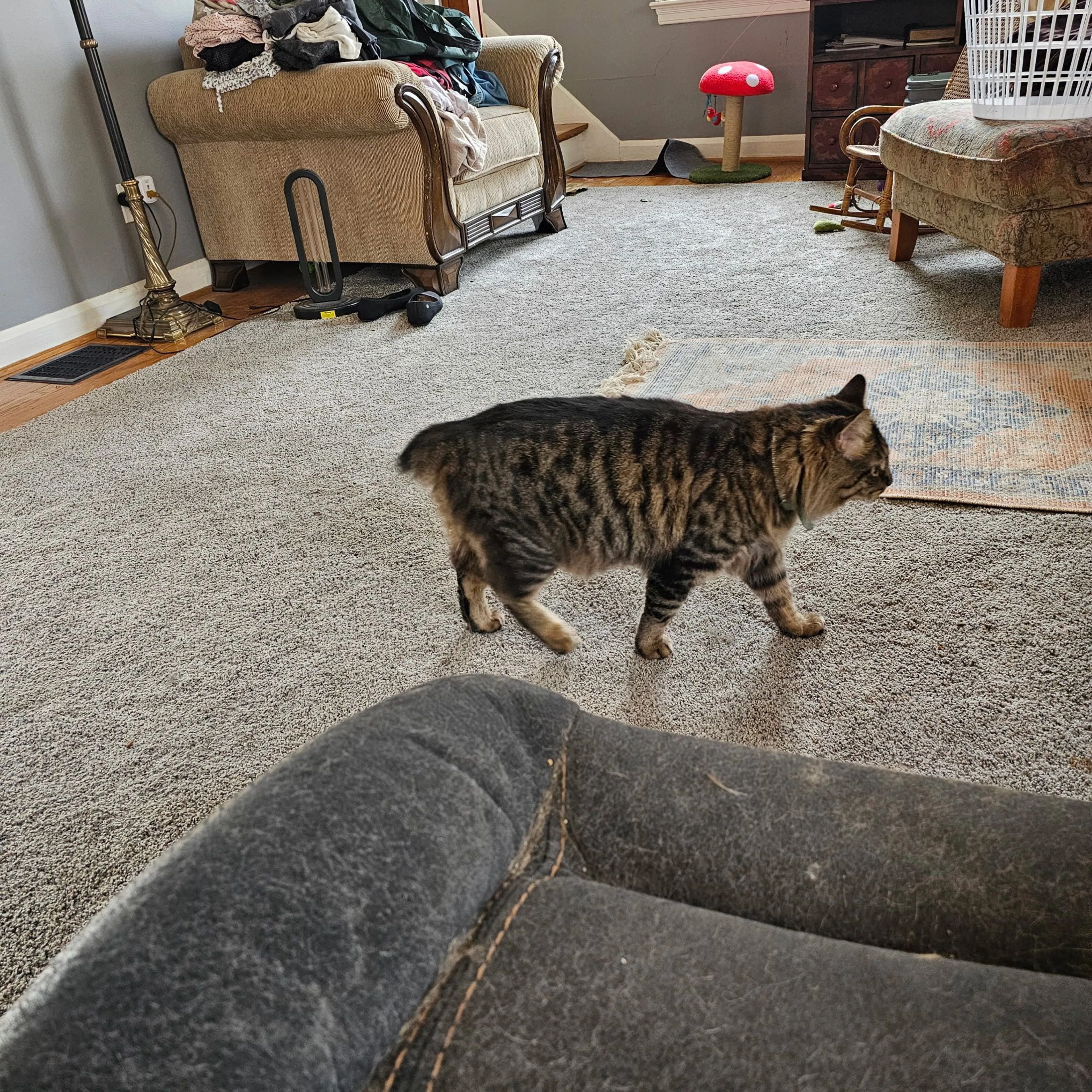 Lost pet-0