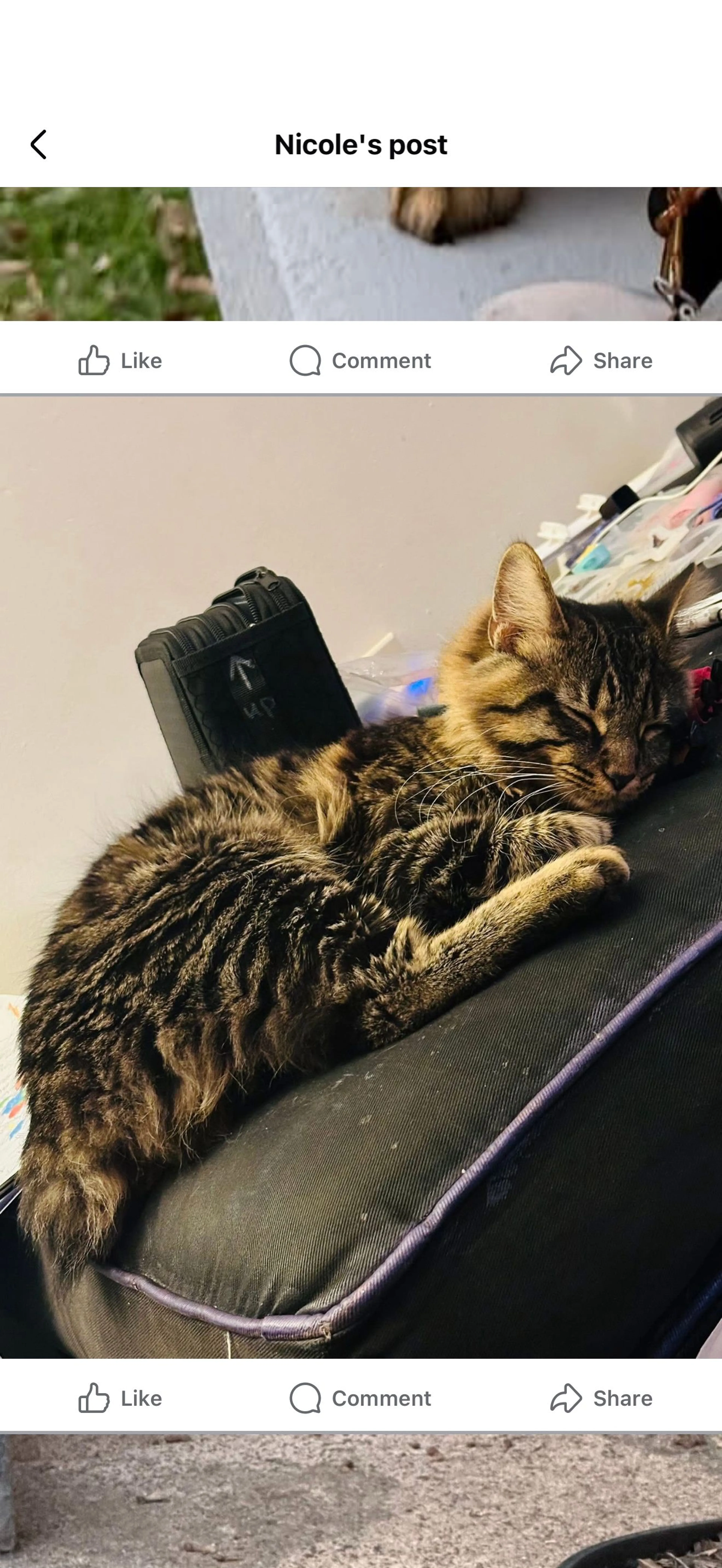 Lost pet-2
