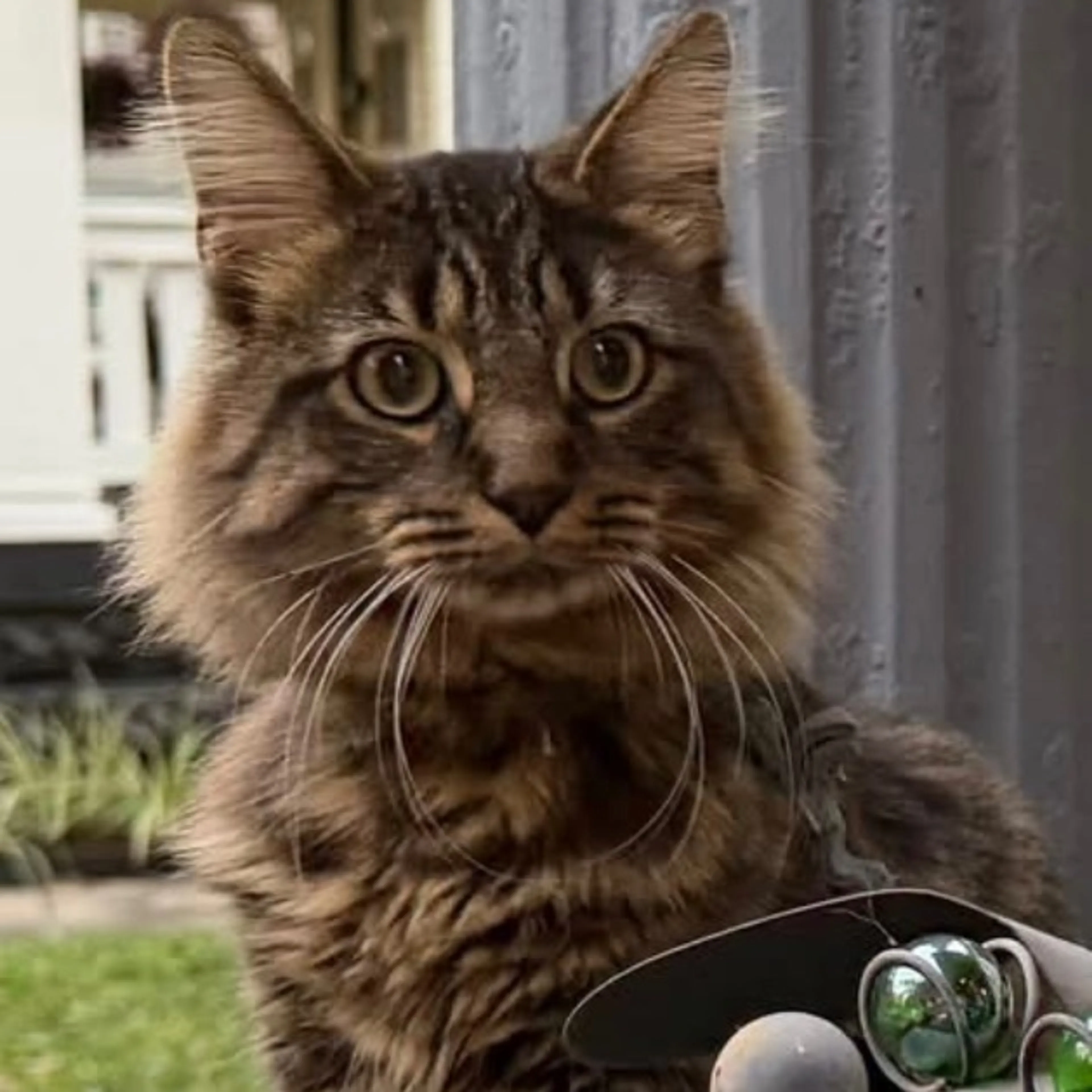 Lost pet-0