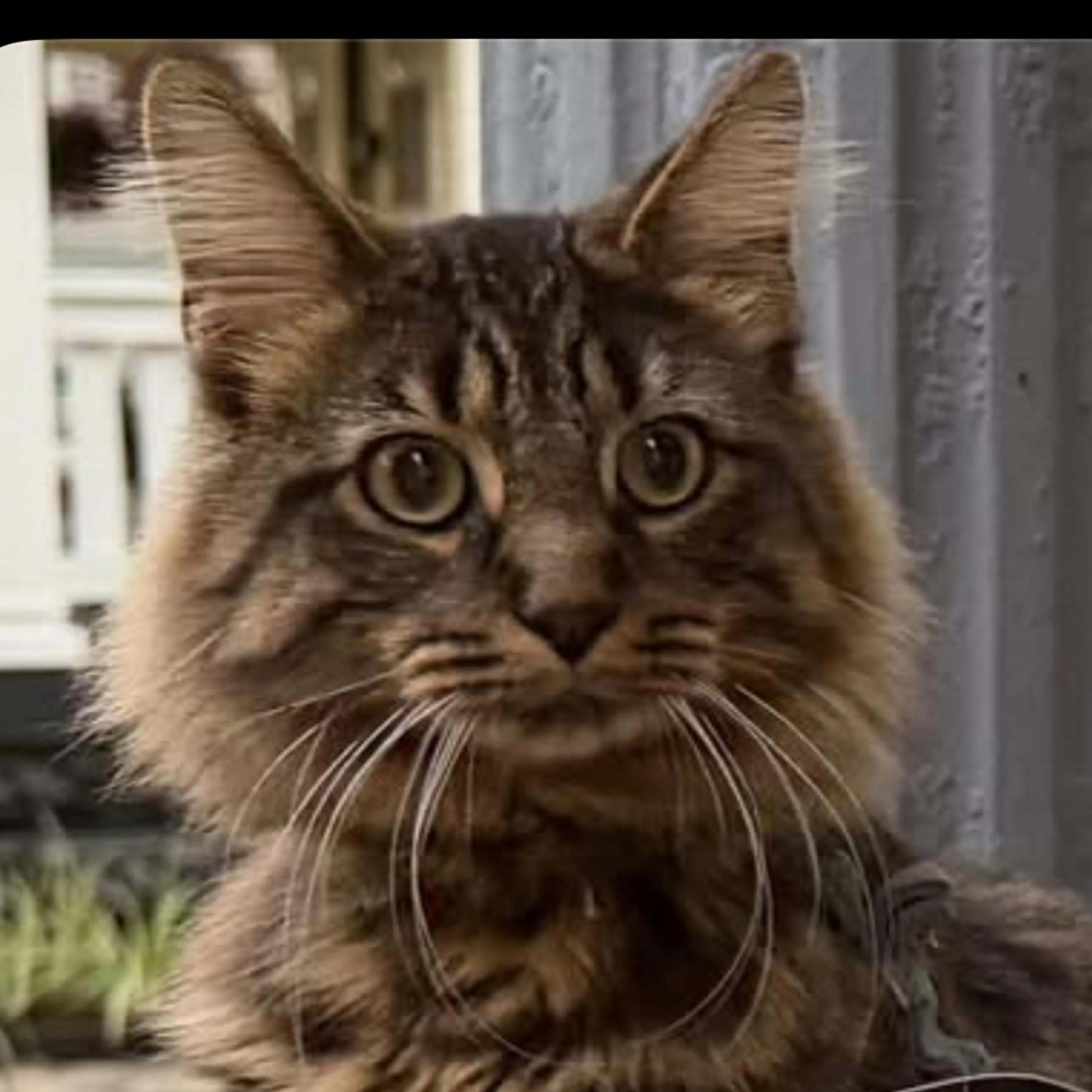 Lost pet-2