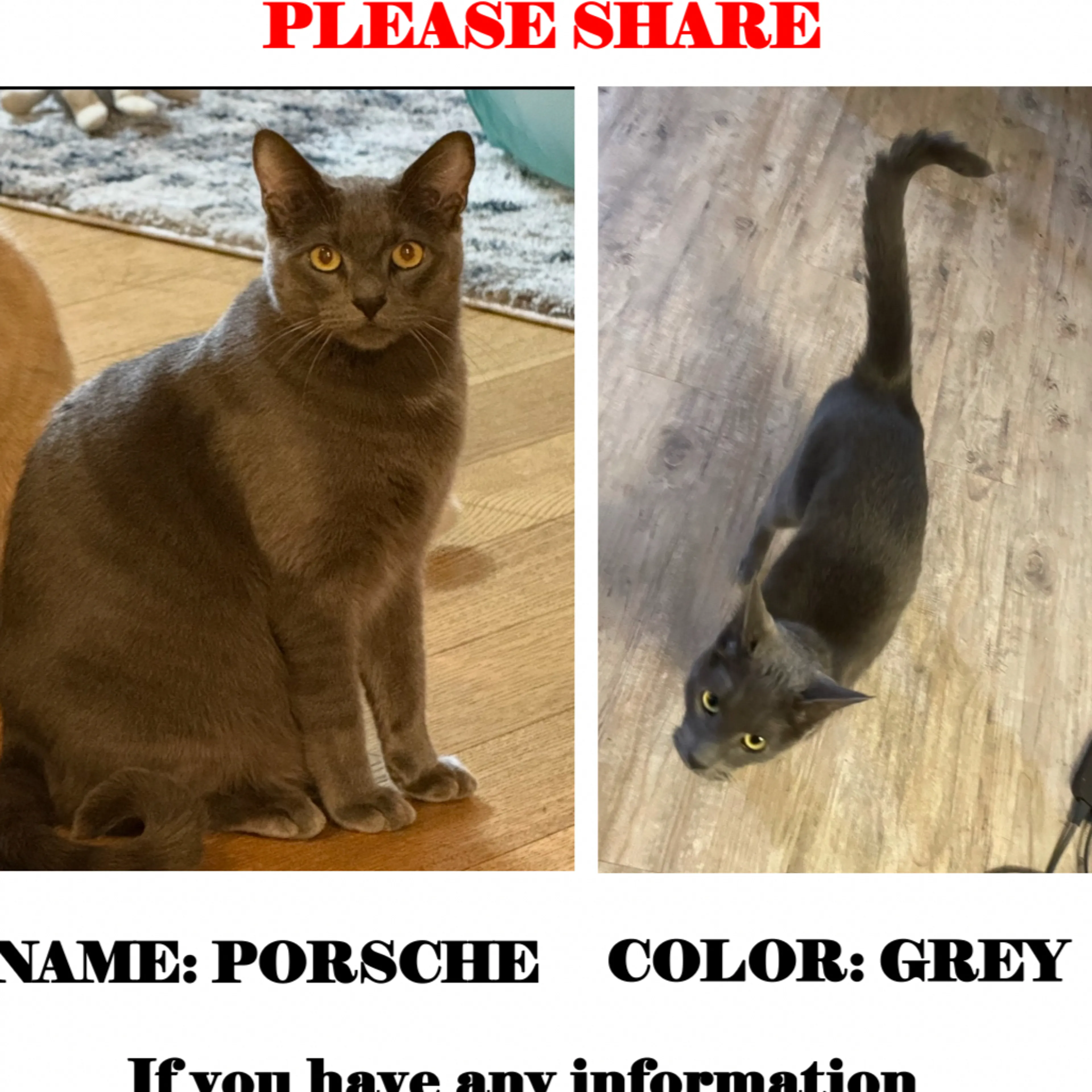 Lost pet-3