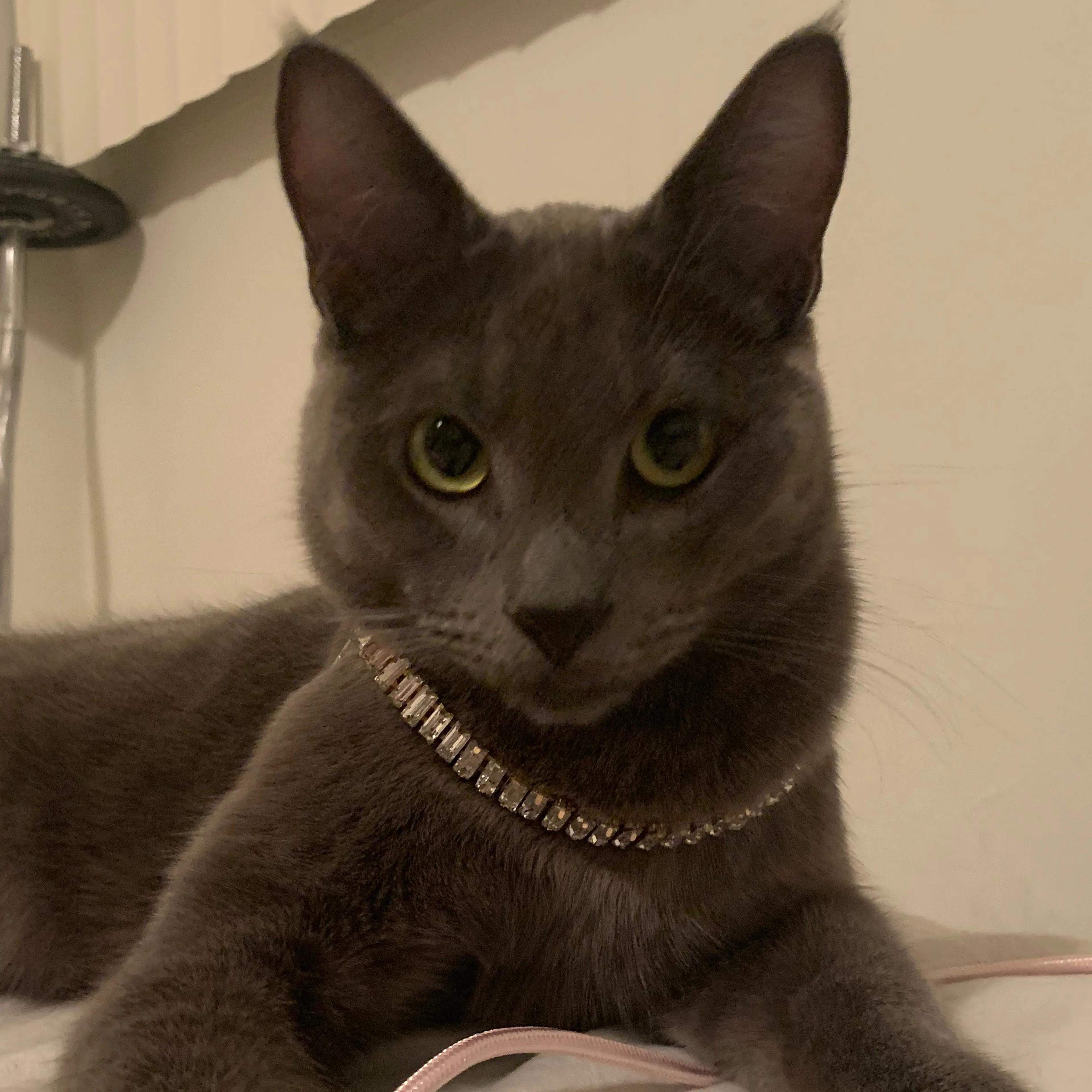 Lost pet-2