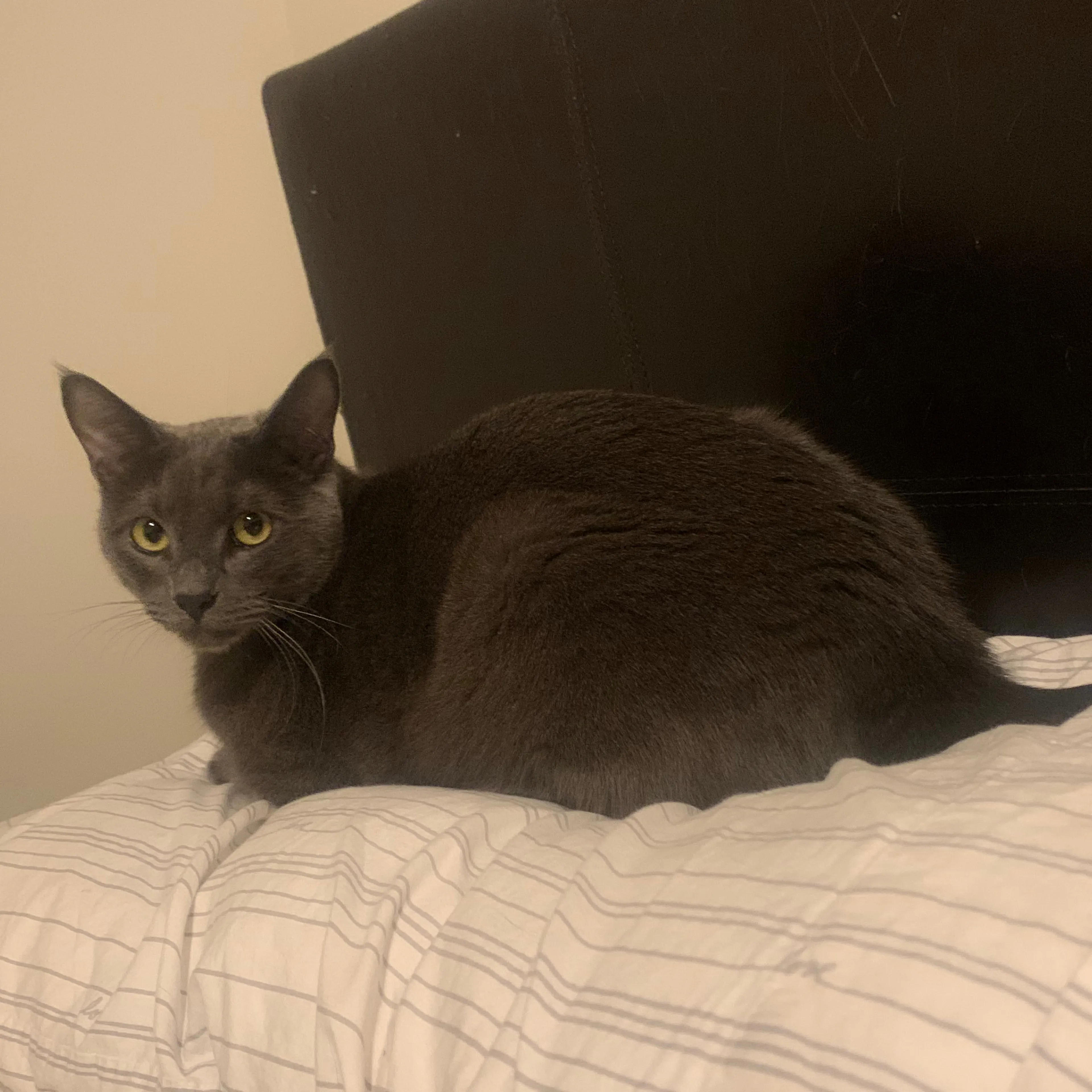 Lost pet-1